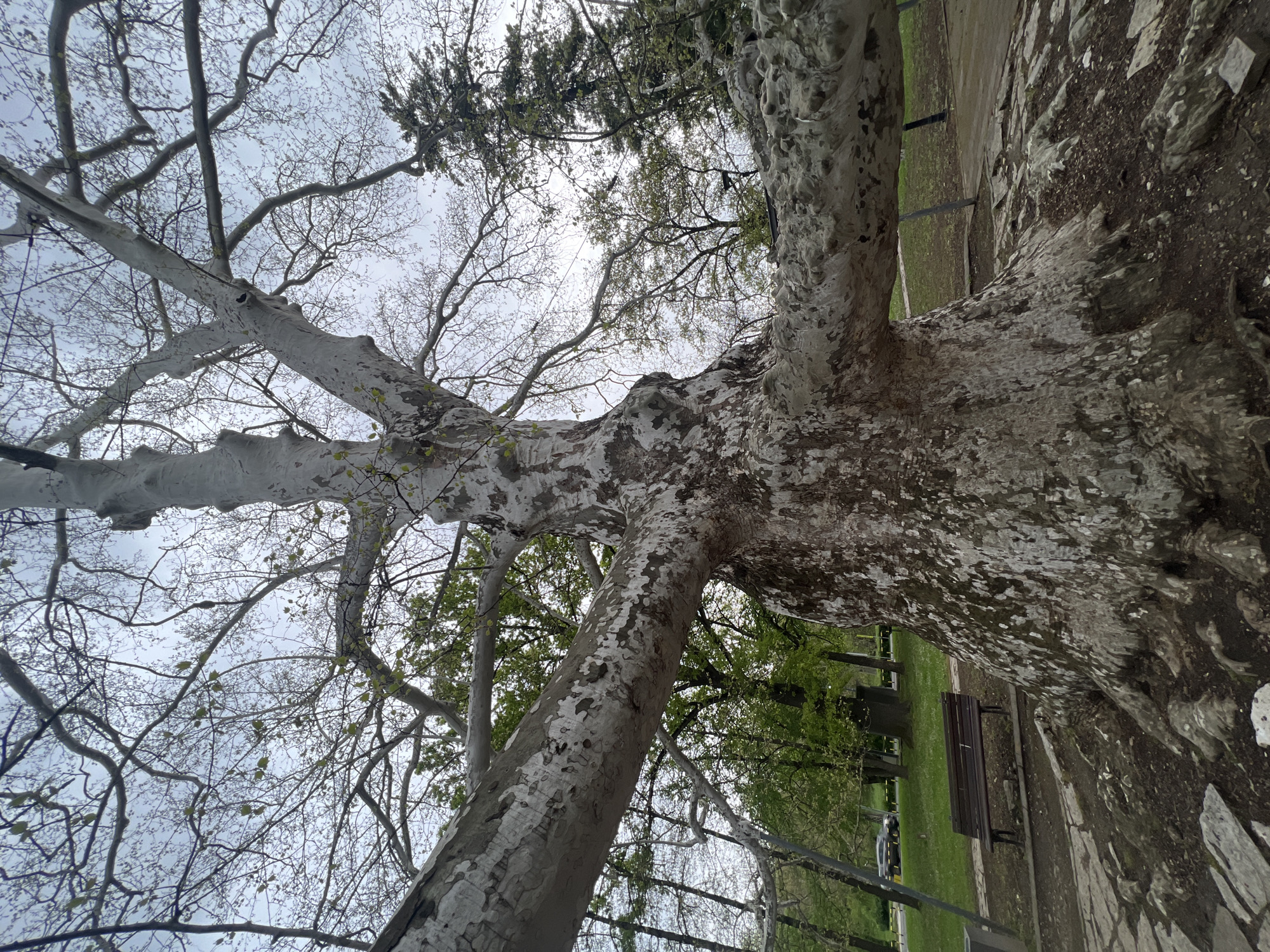 Witness documents mature plane tree in Belgrade park