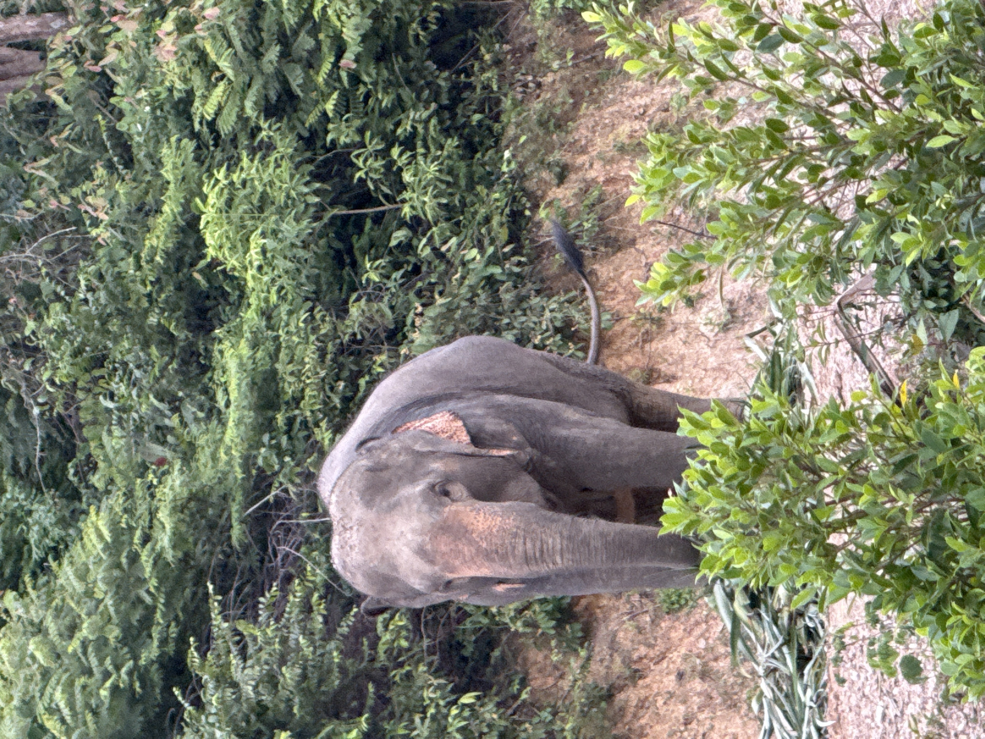 Elephants roaming and foraging in Chong Pli's tropical landscape