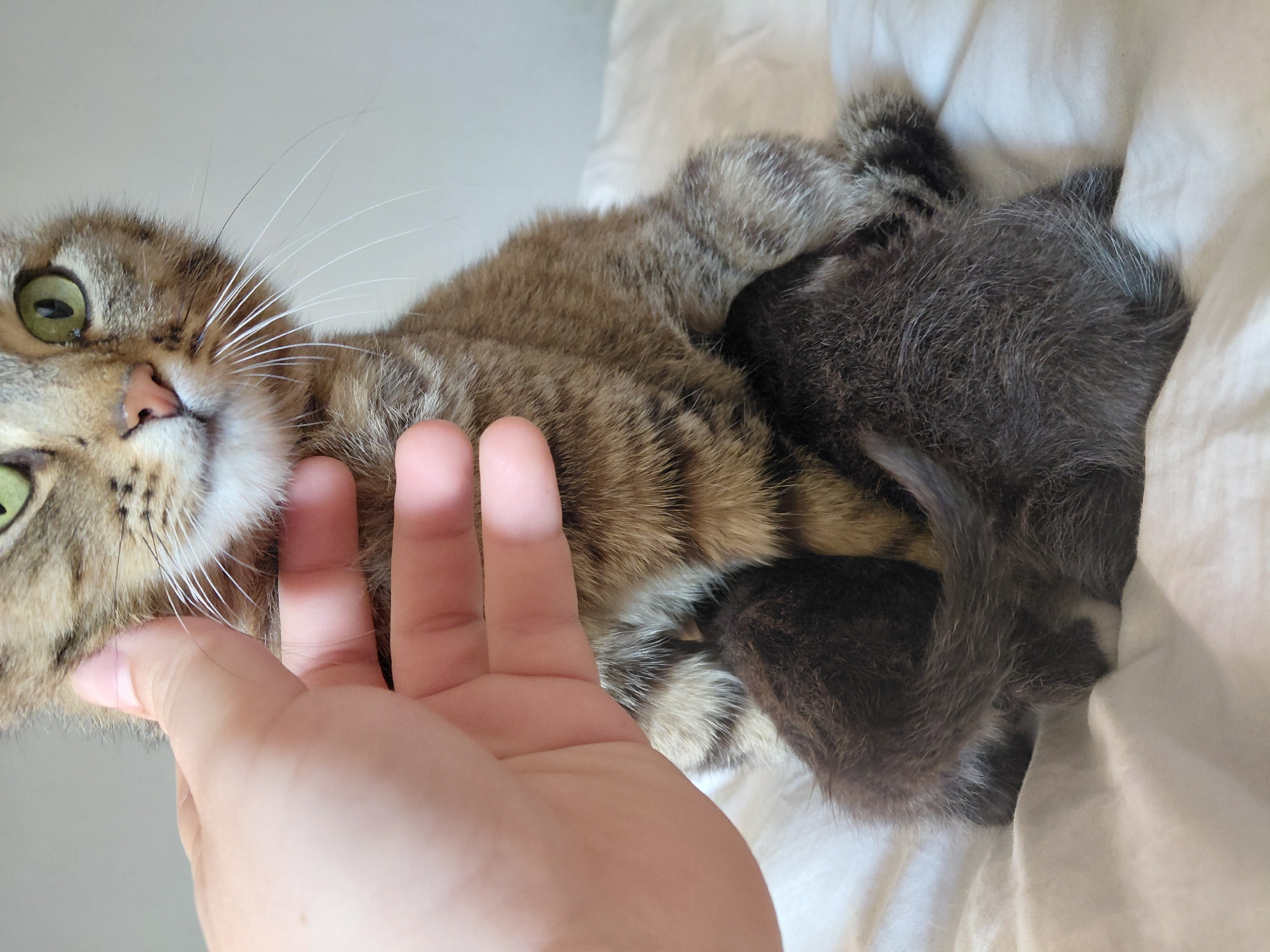 Tabby cat and kitten captured in gentle moment in Bulgaria
