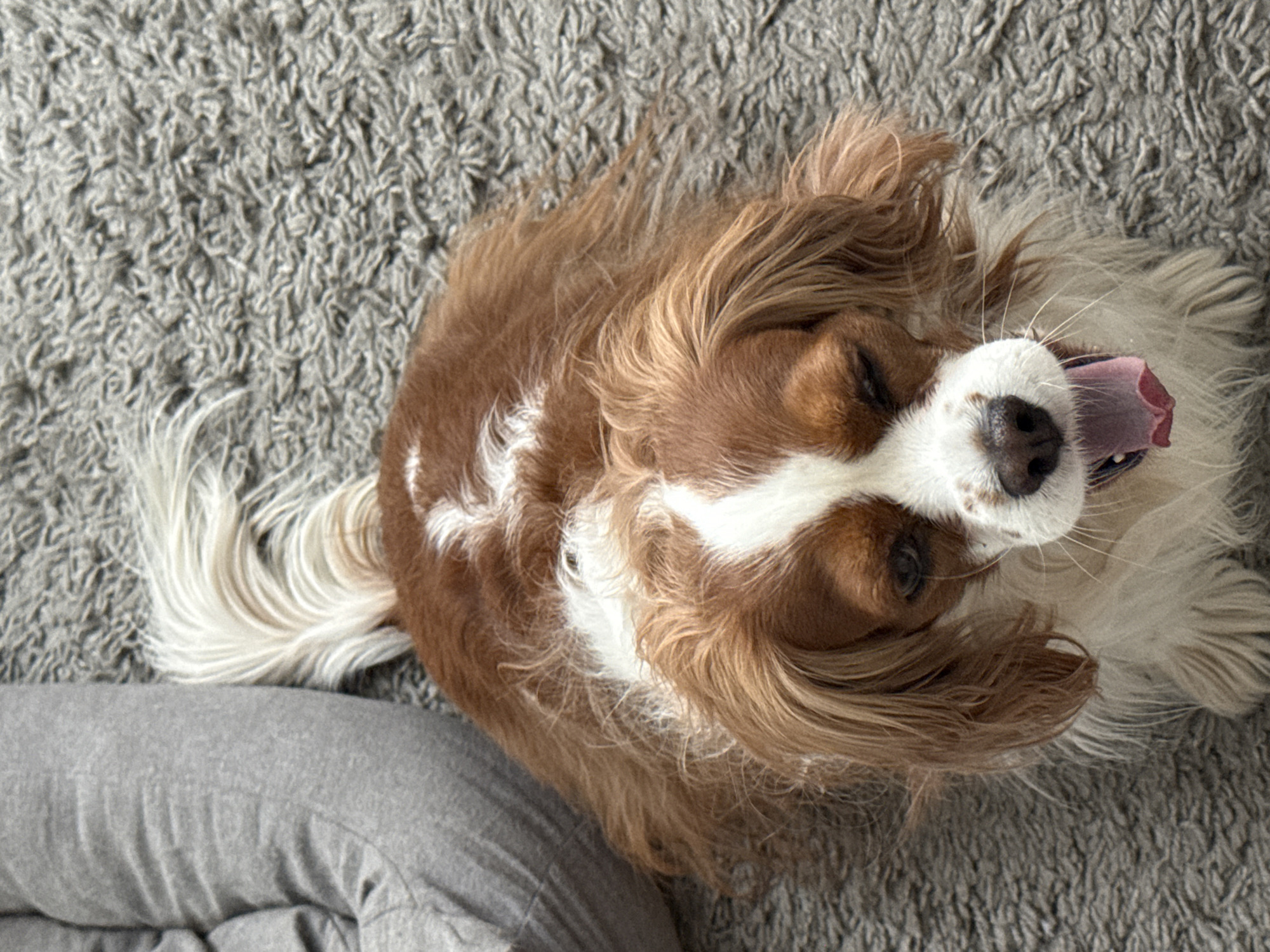 Woman enjoys quiet morning at home with Cavalier King Charles Spaniel