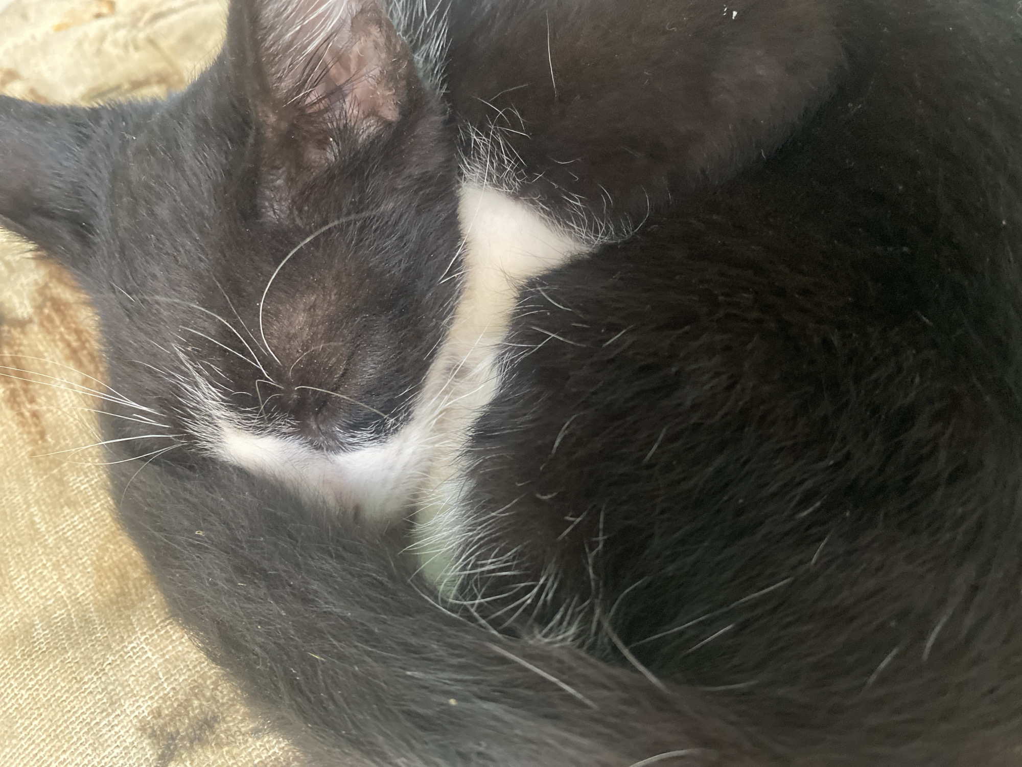 Cats photographed napping on furniture in Tinaquillo, Venezuela