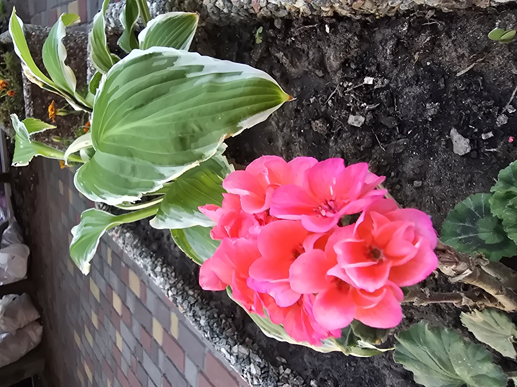 Flowers, dogs, and everyday scenes in a Kyiv suburb