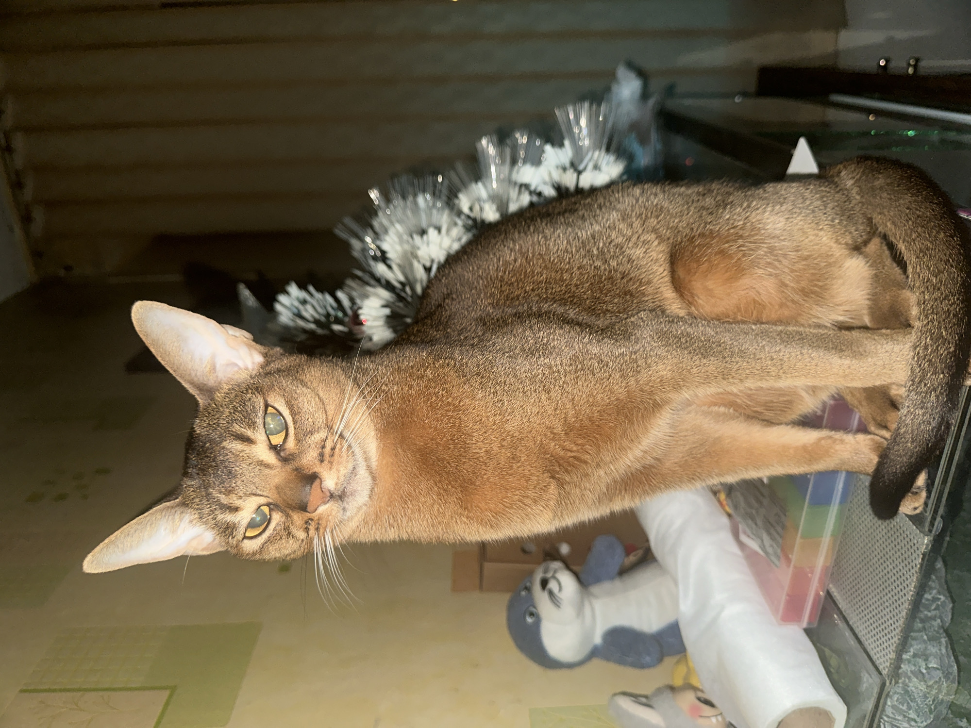 Cat and woman observed in Moscow apartment setting