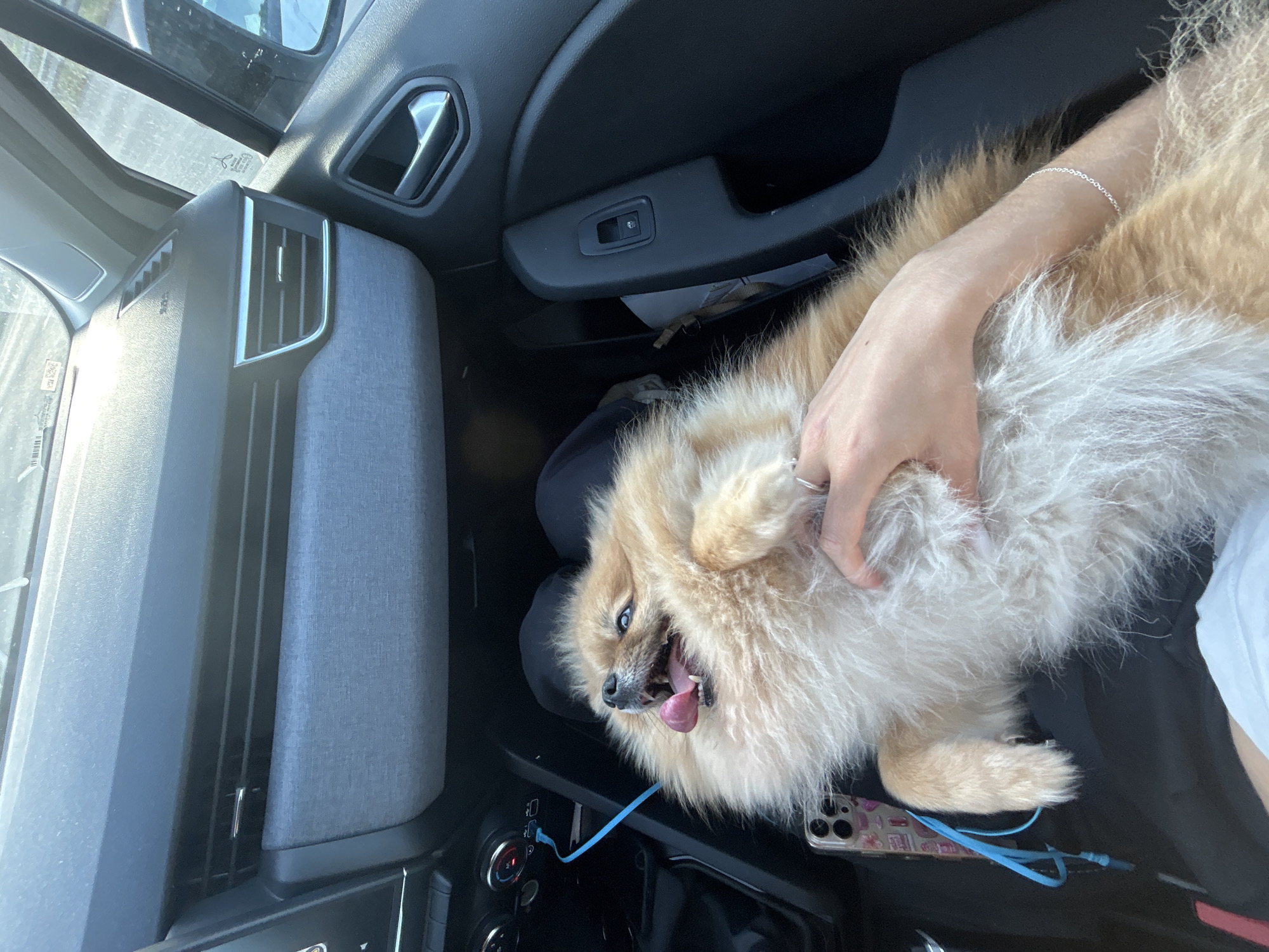 Small dog rests on passenger lap in French Riviera car