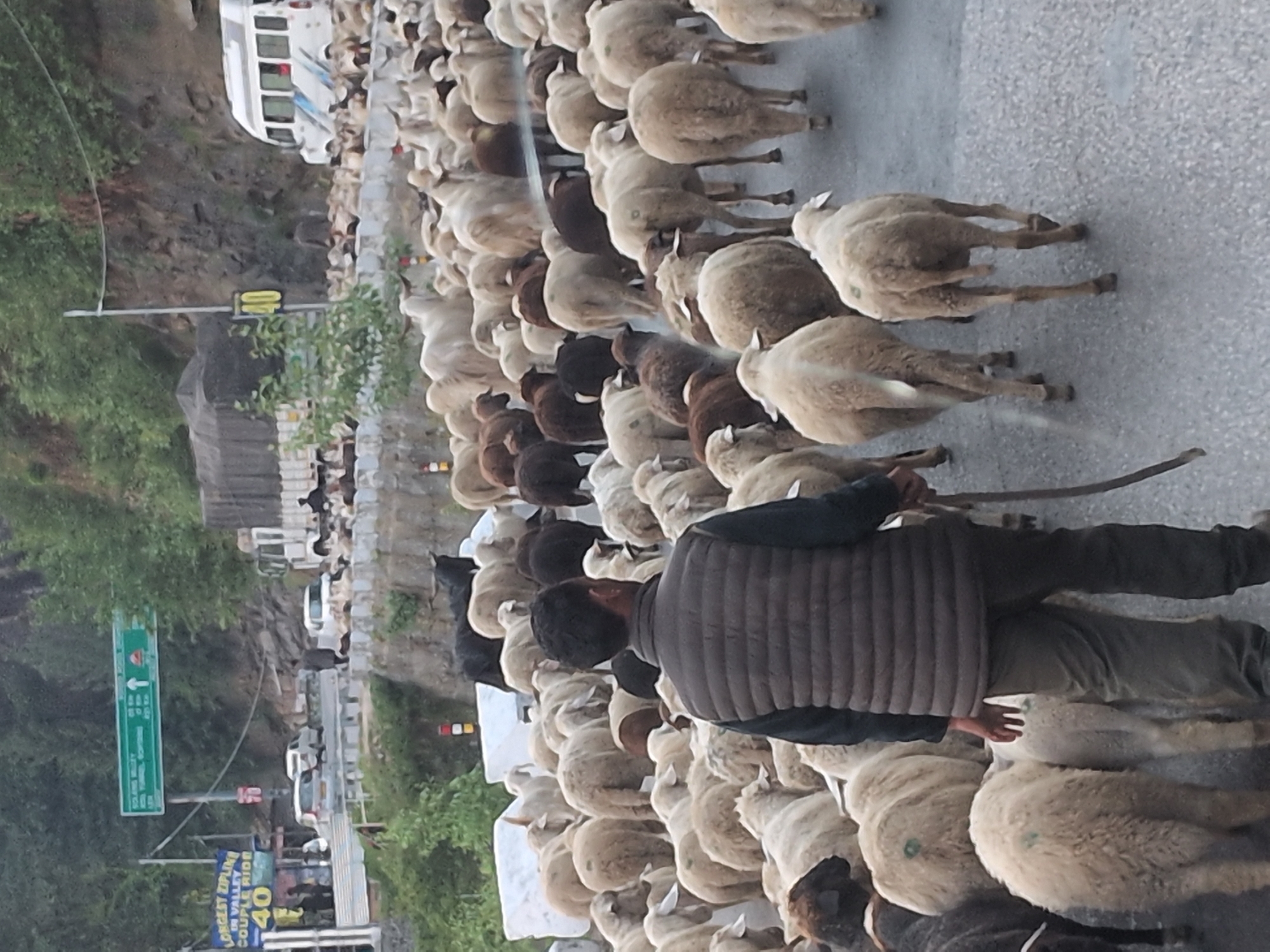 Sheep flock causes mountain road traffic jam in India