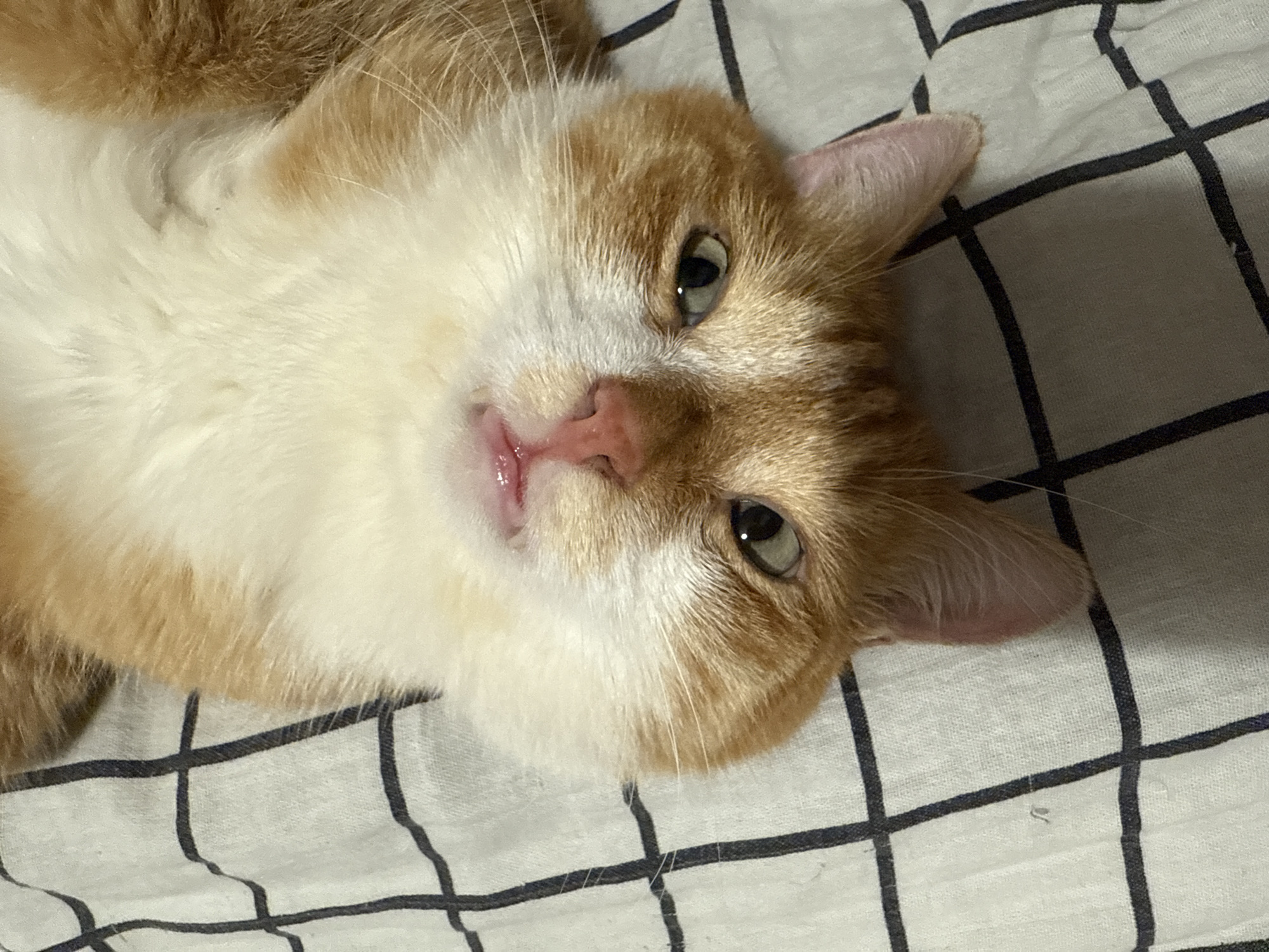 Orange cat fully committed to doing absolutely nothing