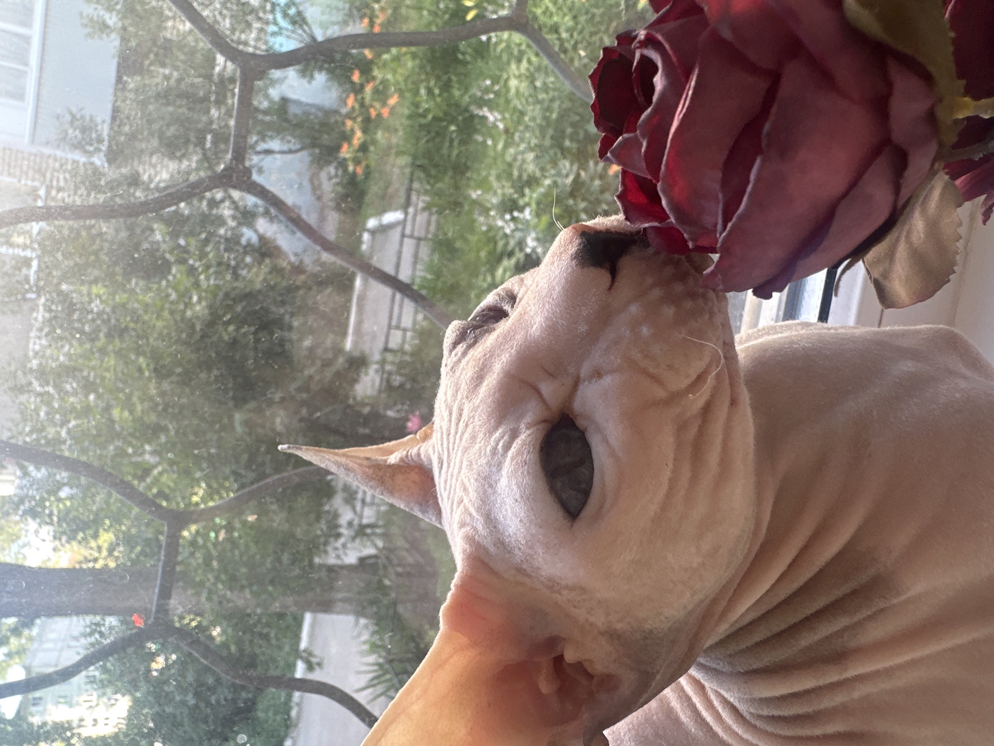 Sphynx cat and a styled dead pigeon in Togliatti