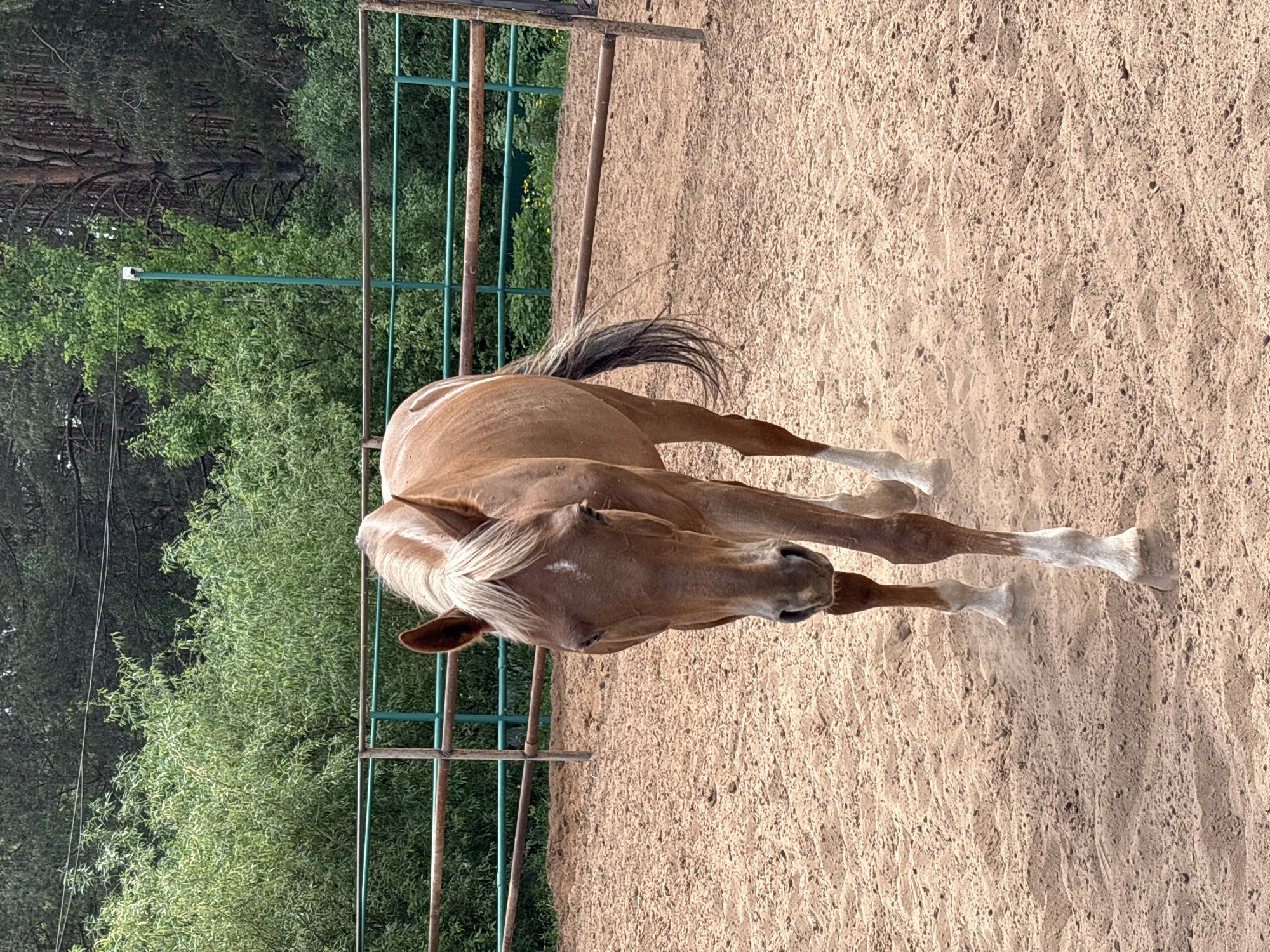 Horse training session documented in rural Russia
