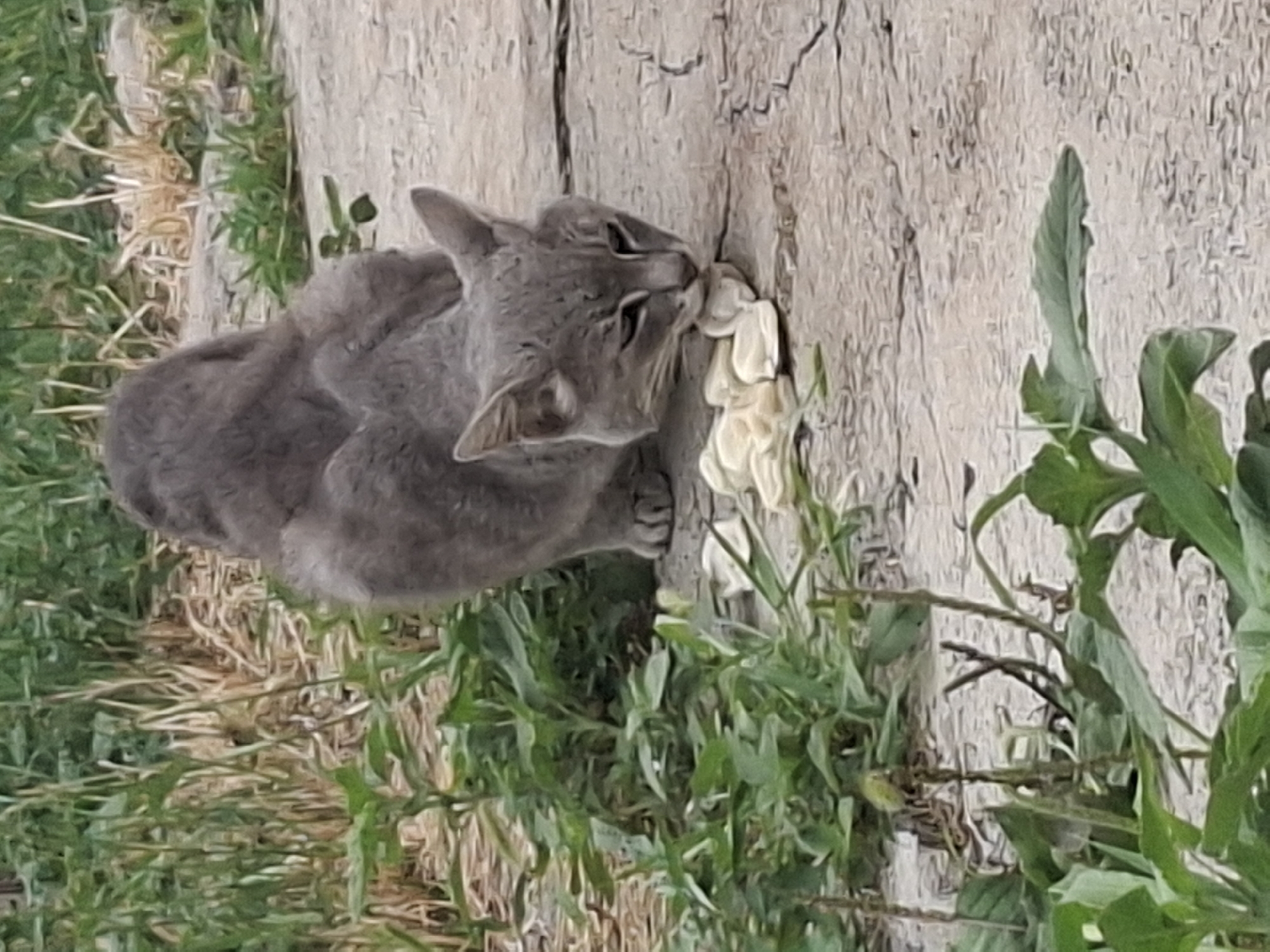 Cat and wildflowers in an Almaty green space