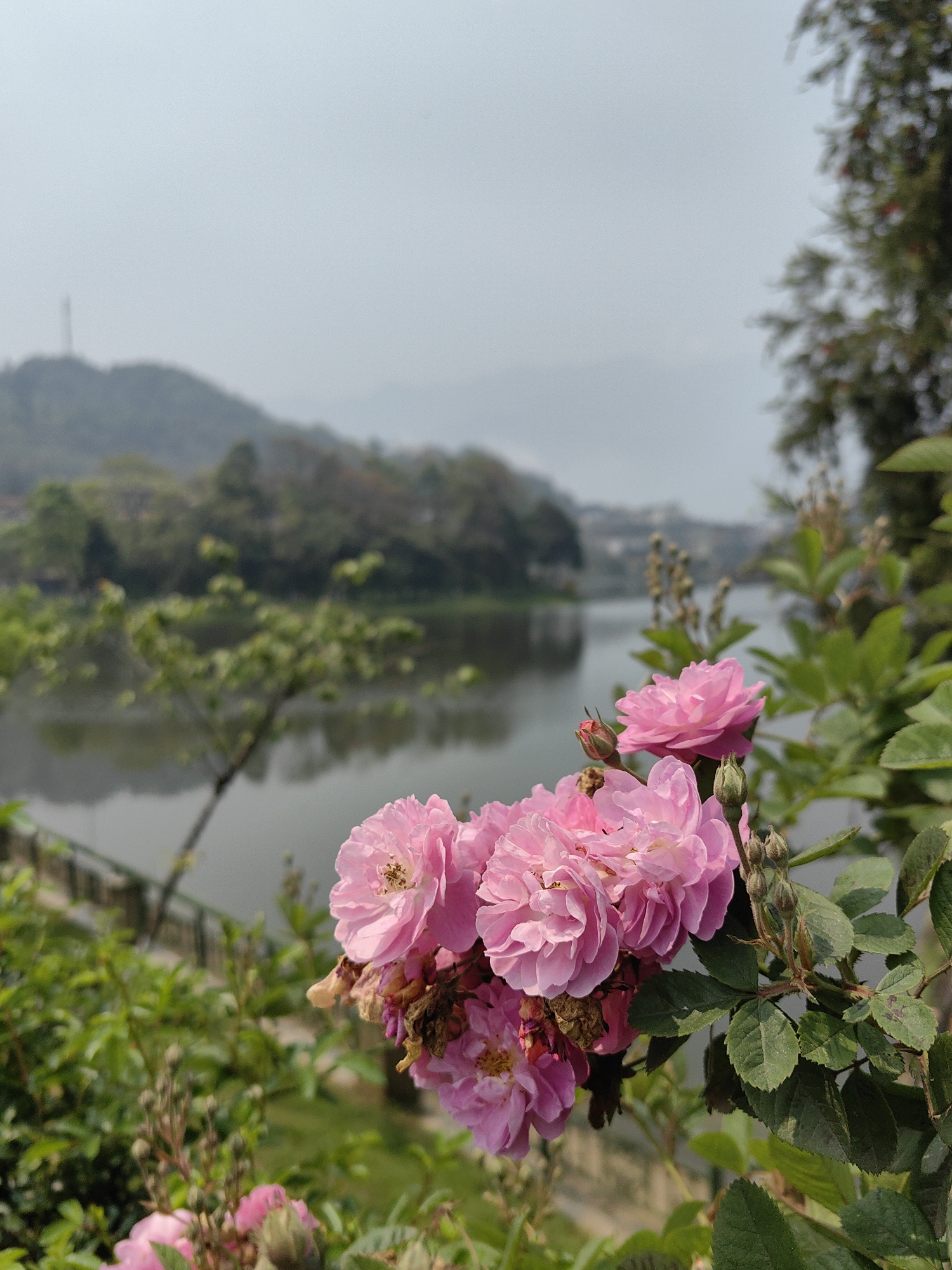 Tourists document Sa Pa Vietnam rose gardens and pagoda complex
