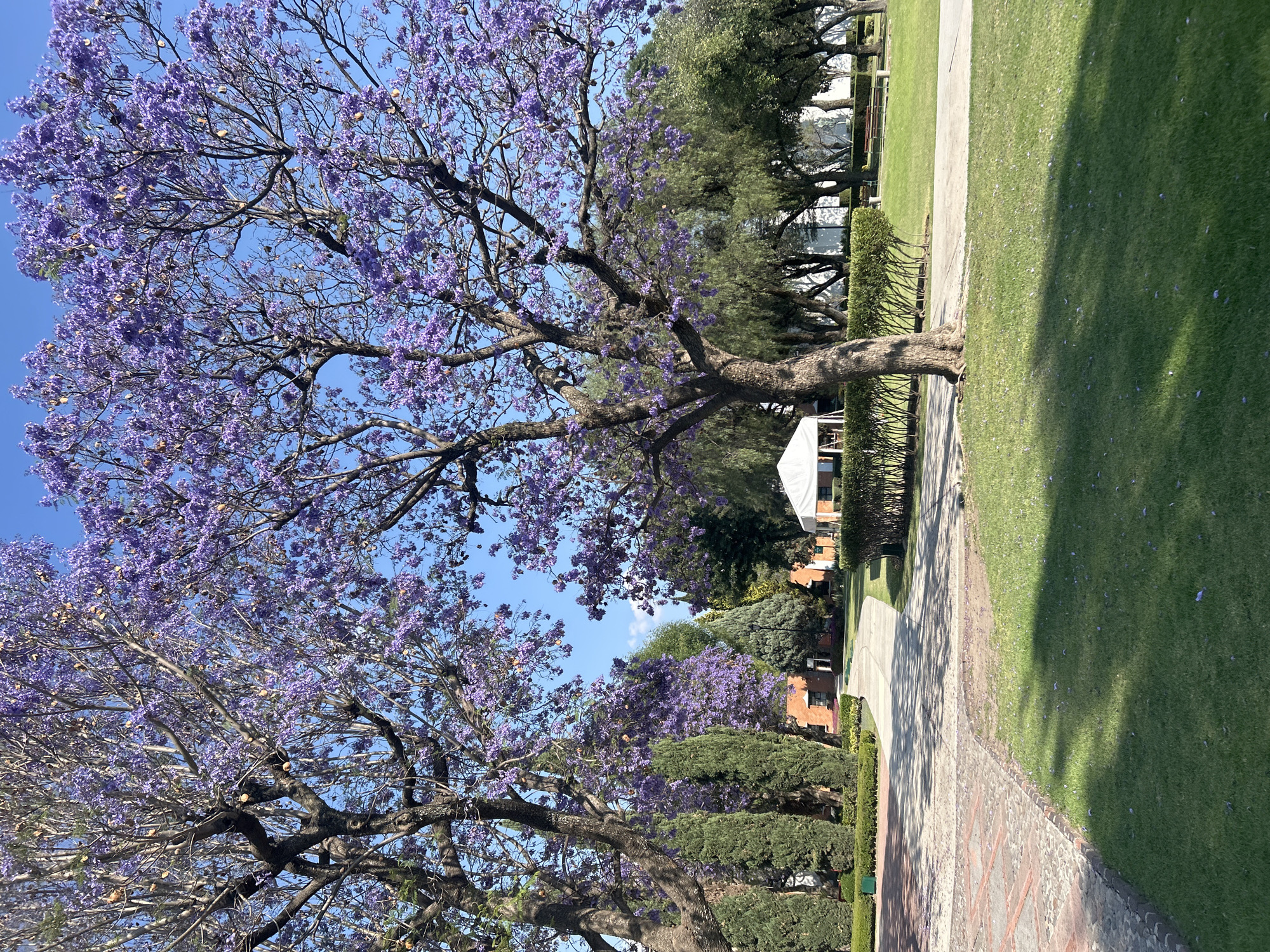 Spring evening documented across Puebla suburbs with food, flowers