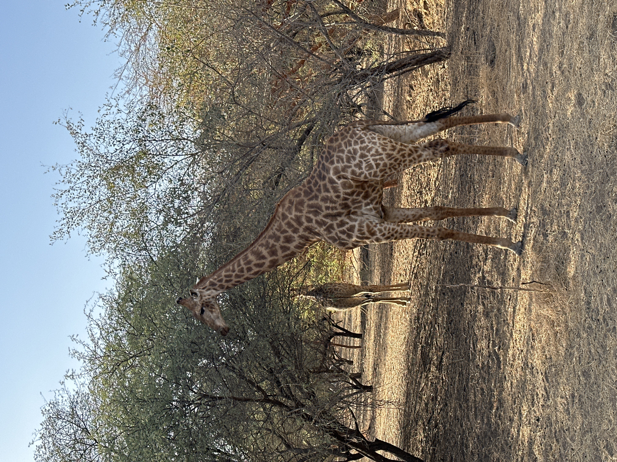 Giraffes spotted in serene savanna scene near Nguékhokh, Senegal