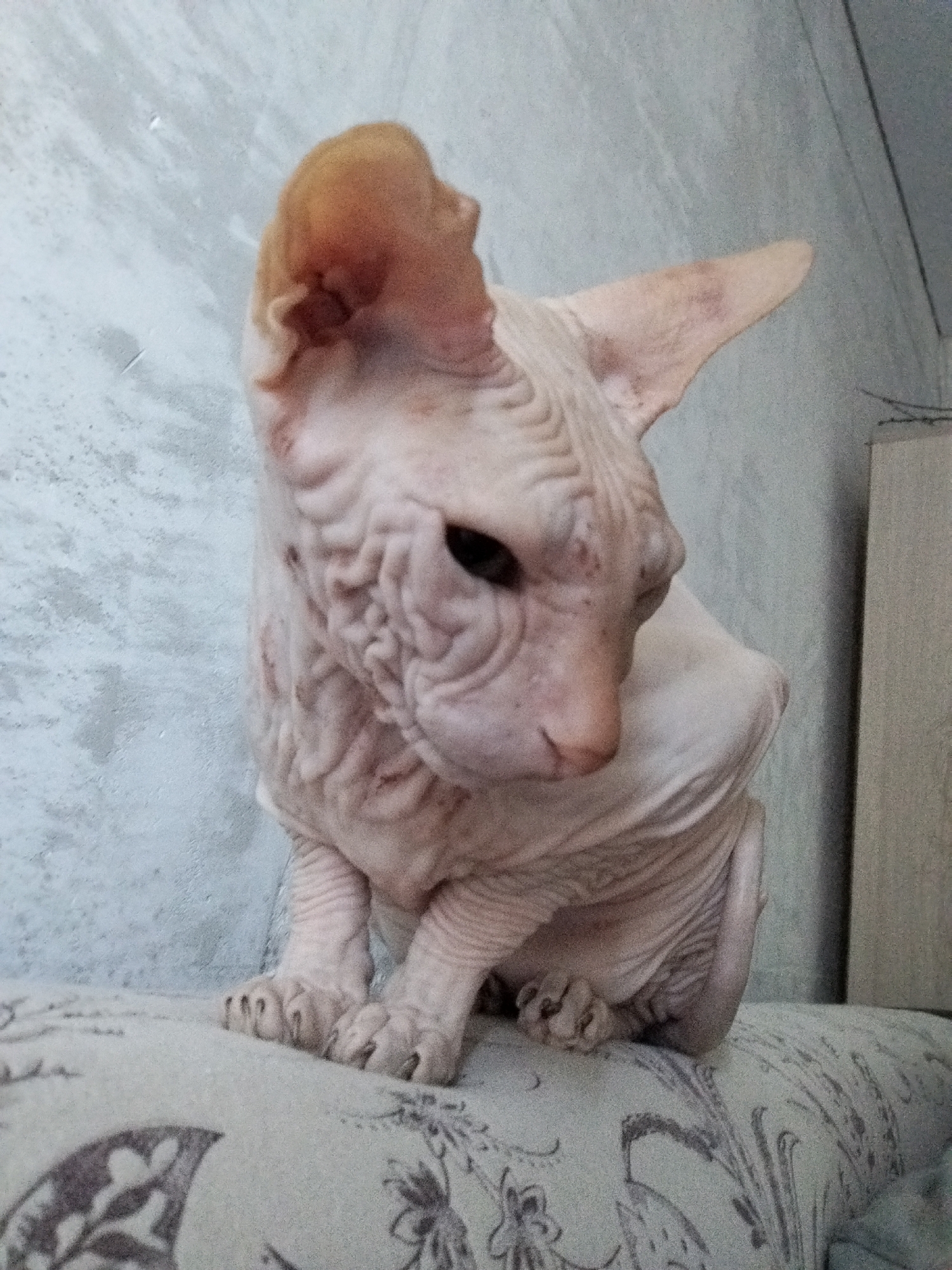 Sphynx cat at home in Zavodoukovsk, with a few other slices of daily life