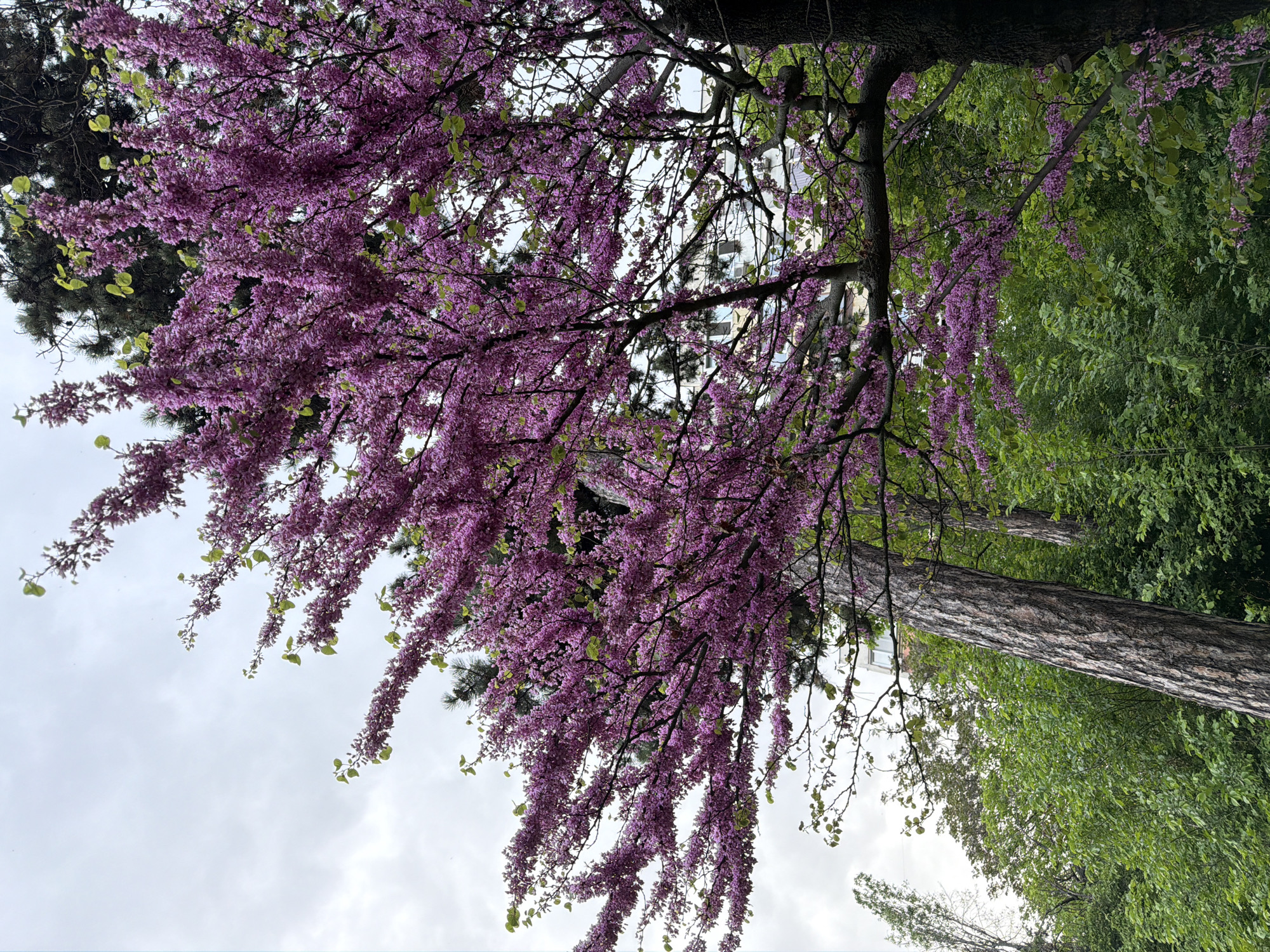Spring afternoon park life documented in Sofia Bulgaria