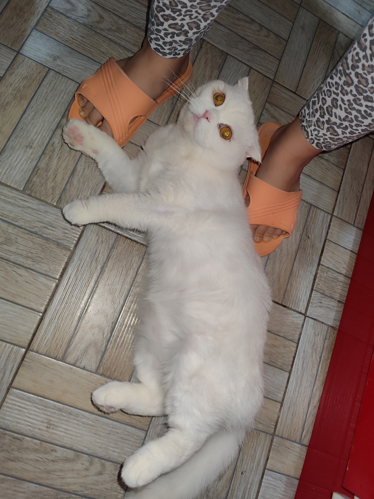 White cat explores Turkish home during morning breakfast routine