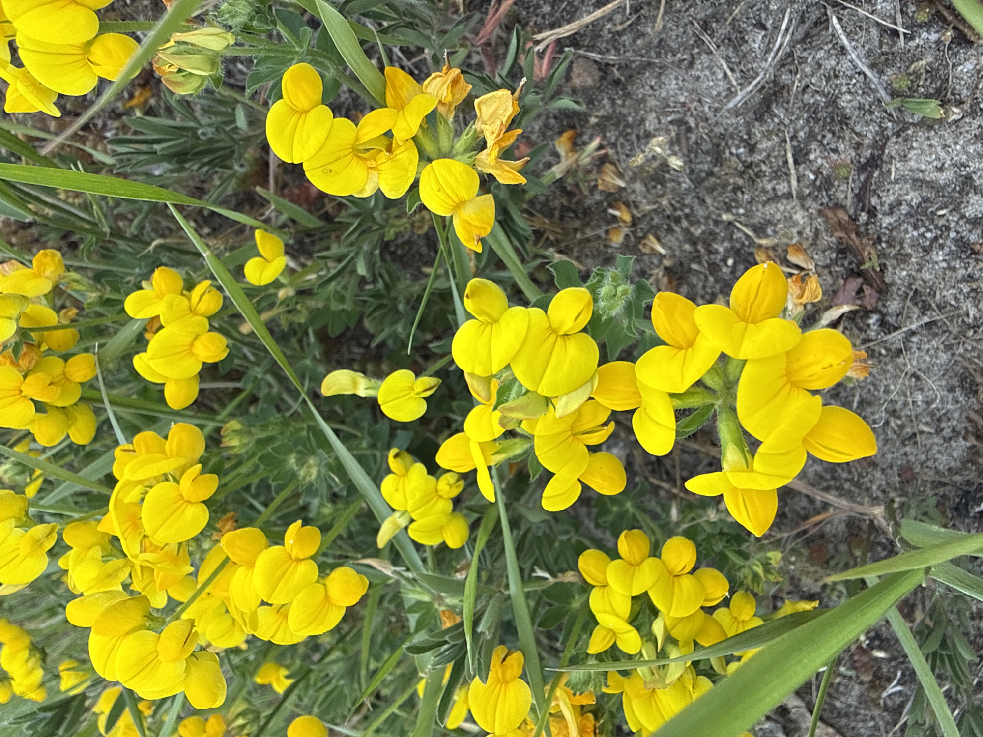 Nature walk documents flowers, ducks, water sports along river