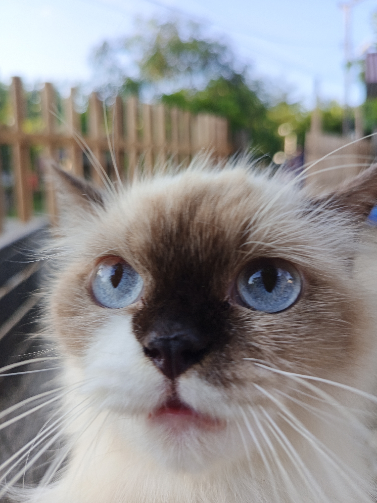 Person handles, photographs young Siamese kitten in Lhokseumawe