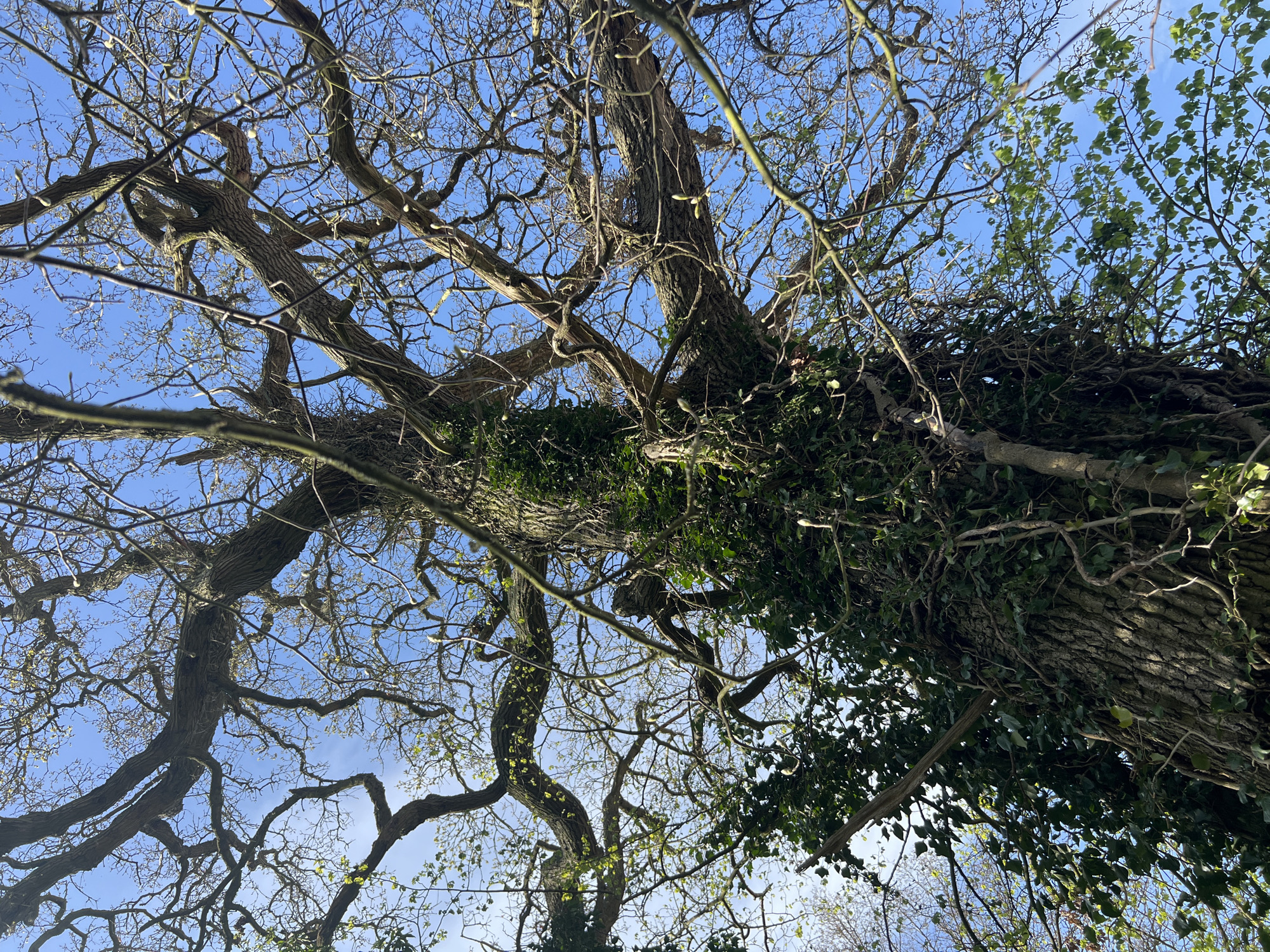 Spring countryside walk documented across East Suffolk Norfolk