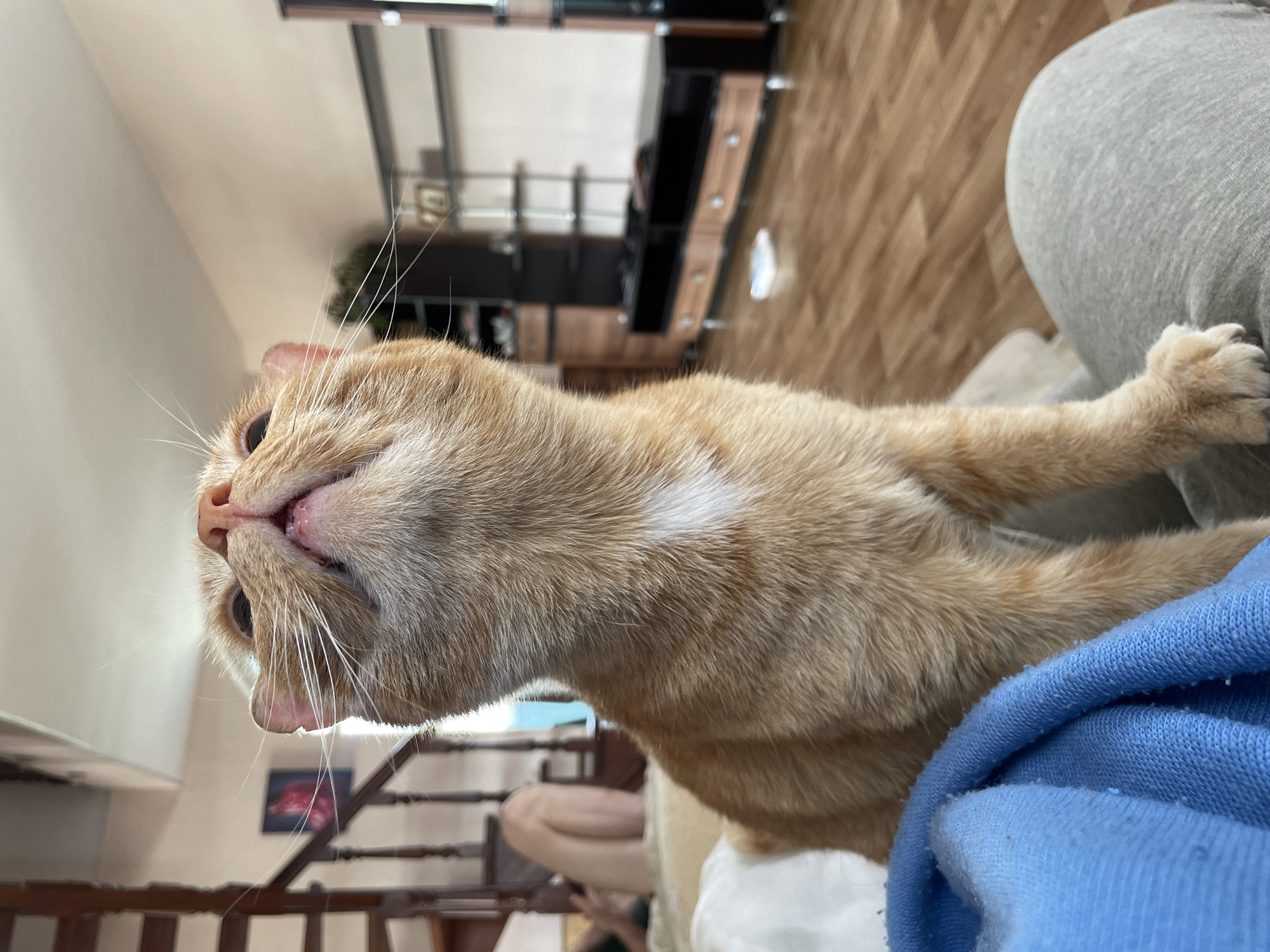 Orange cat enjoys lap time with owner in Noviy