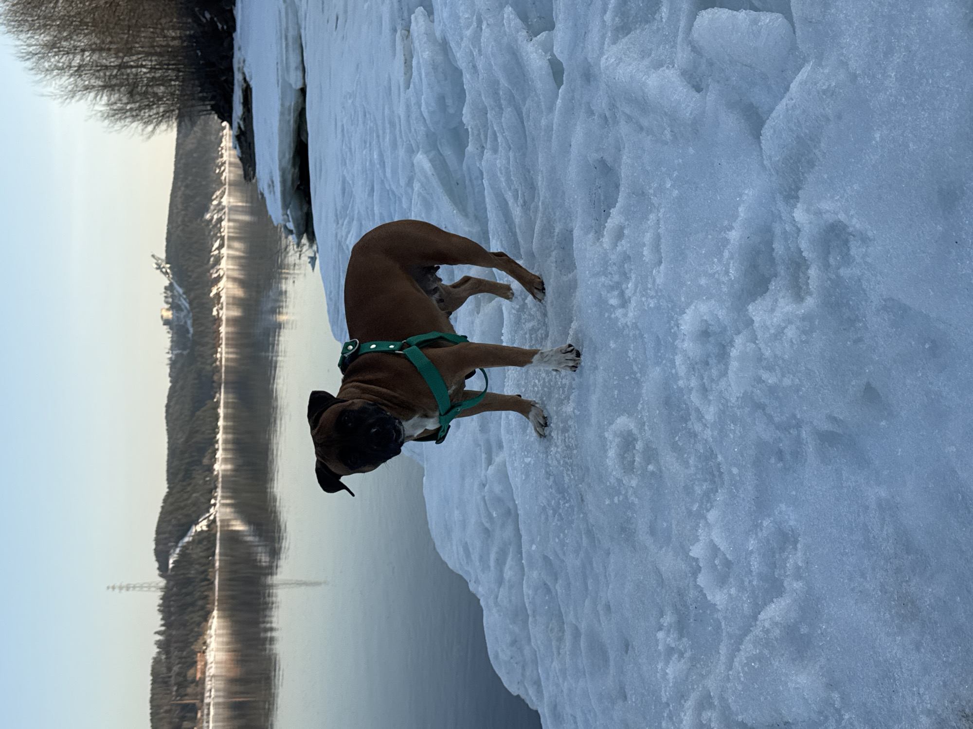 Boxer dog spotted on snowy waterfront in Chaikovsky