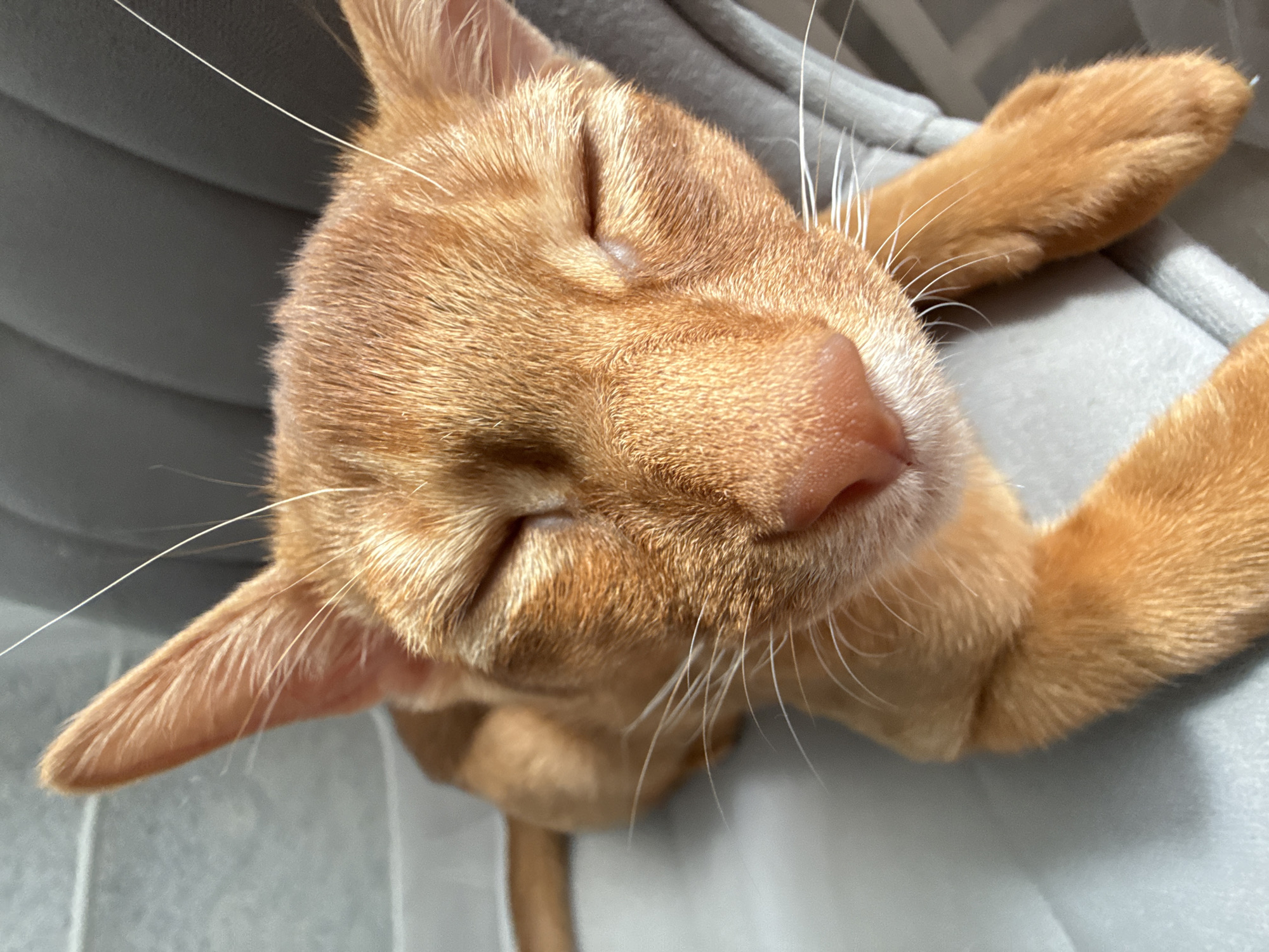 Lazy morning with an orange tabby cat in Stary Oskol