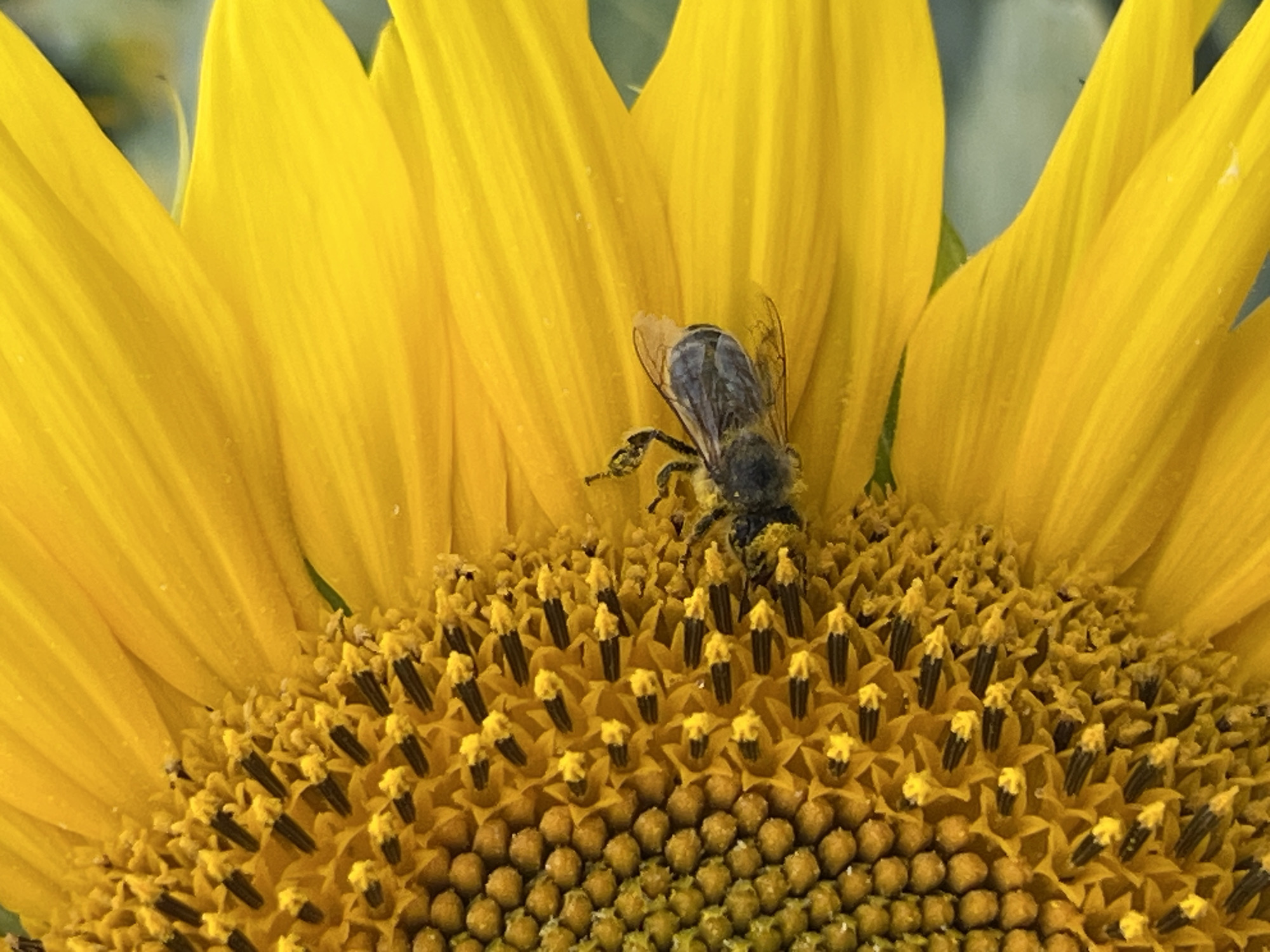 Sunflower field in Hrabovets under stormy skies, bee included