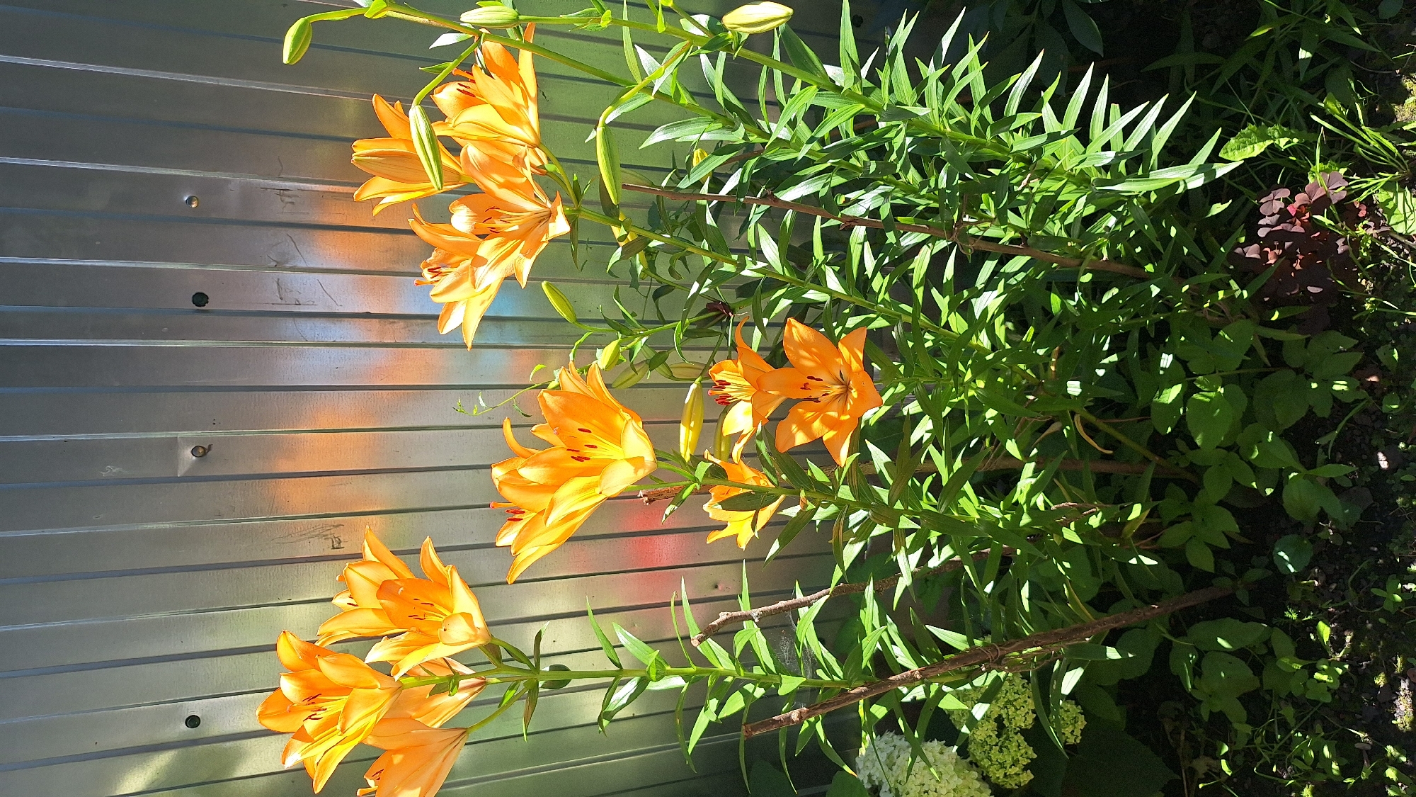 Lilies and a toy car in a Russian backyard, July morning