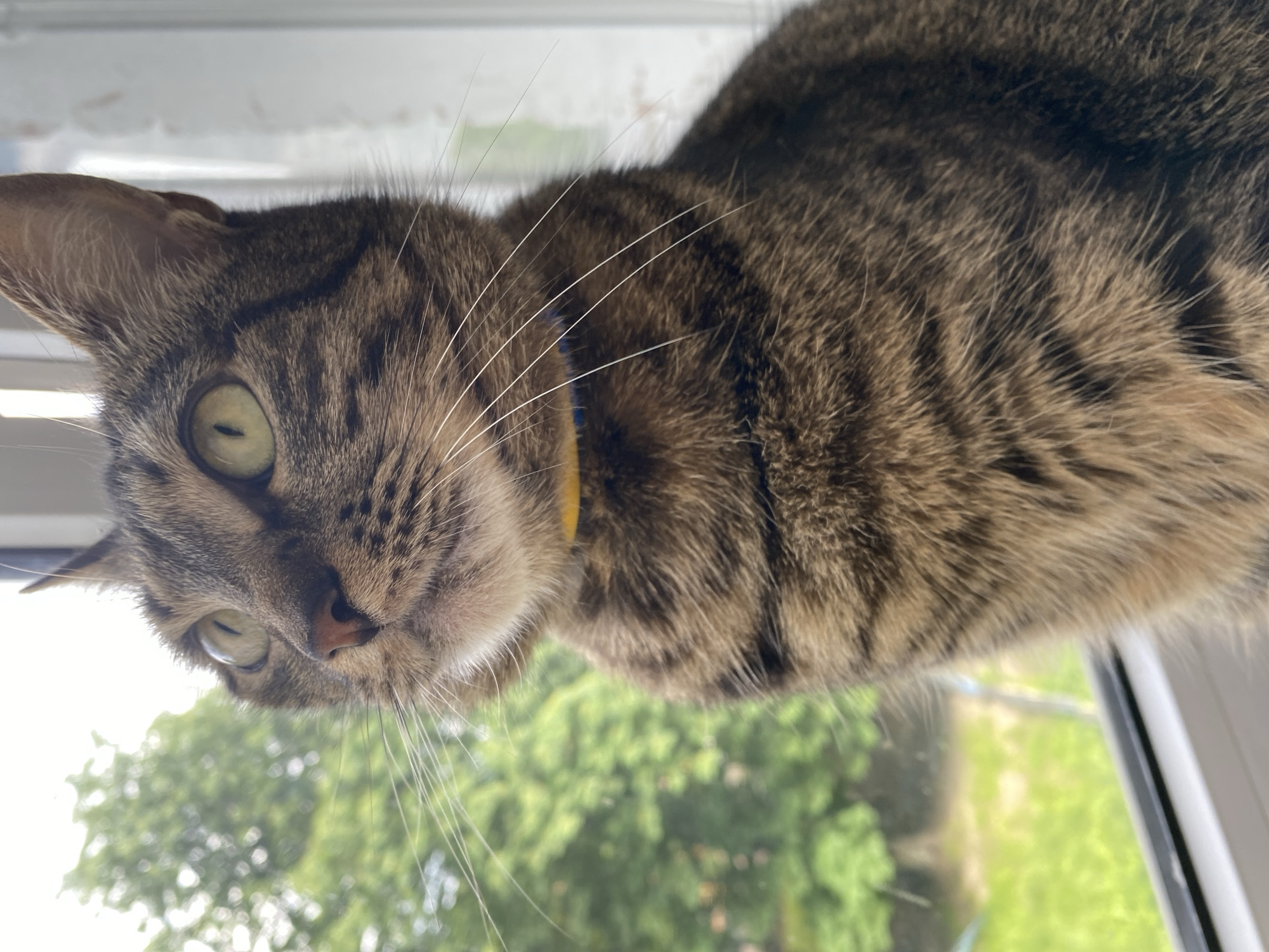 Urban wandering: cats, pizza, flowers and street life
