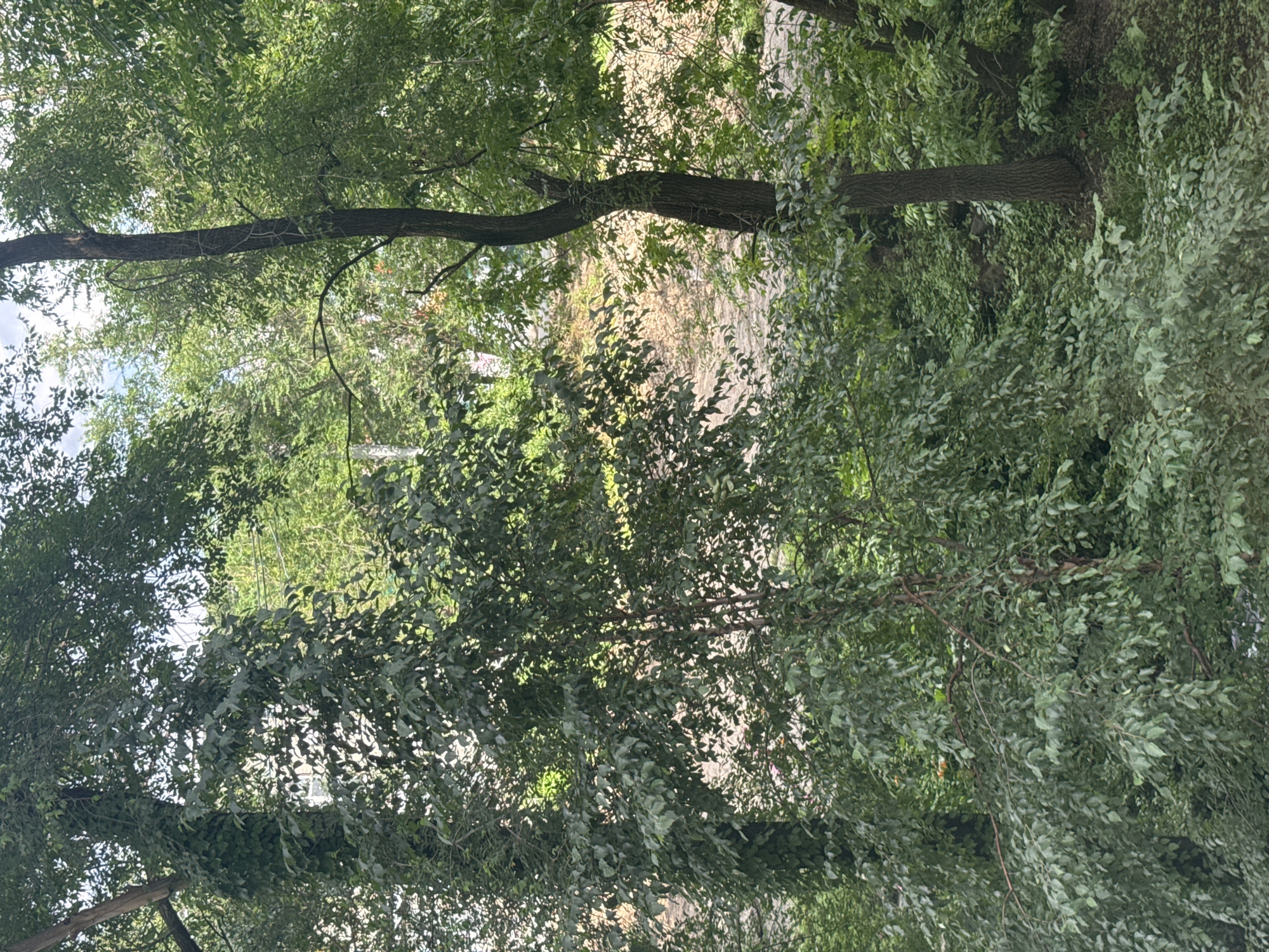 Forest, apartment life, and courtyard views in Vladivostok