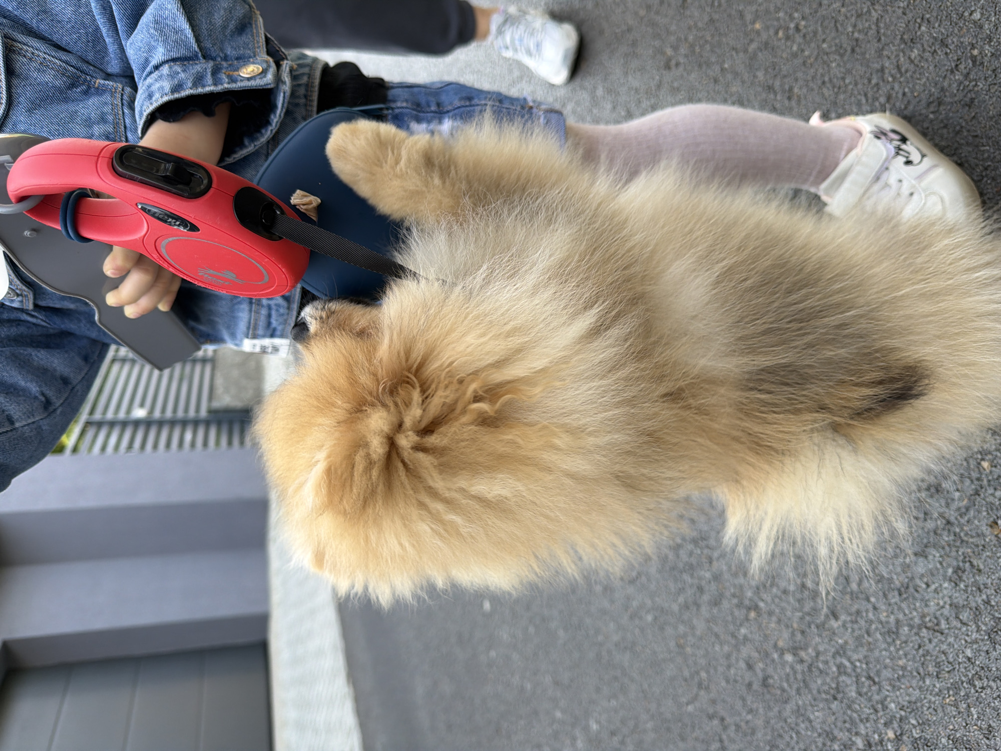 Person walks Pomeranian through Shumen streets, stops for water