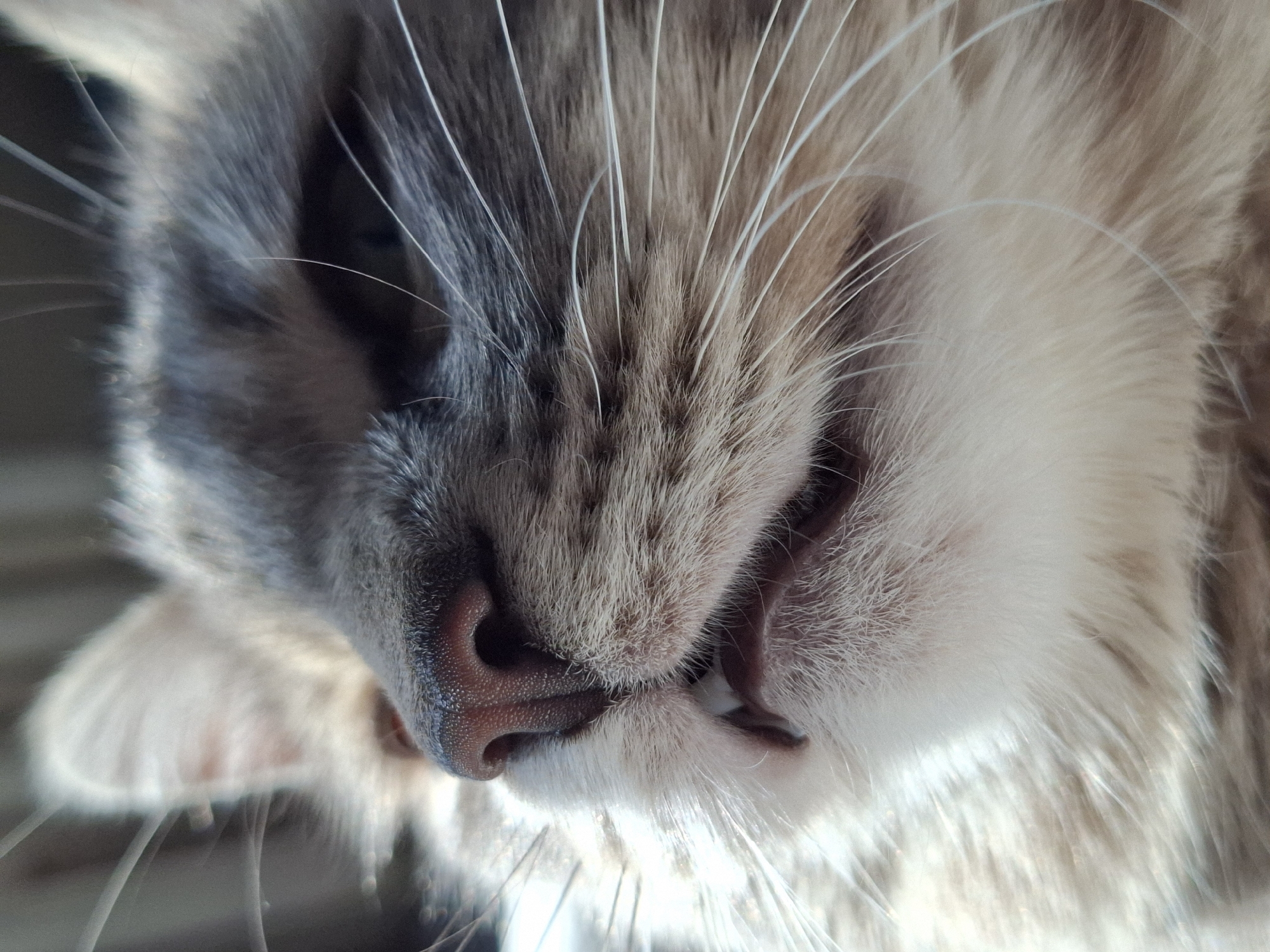 Cat photo session captured in Novi Sad apartment