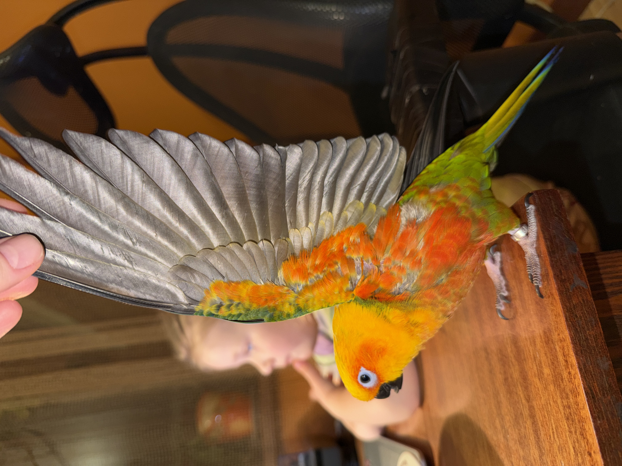 Sun conure spotted indoors in Khimki, Russia