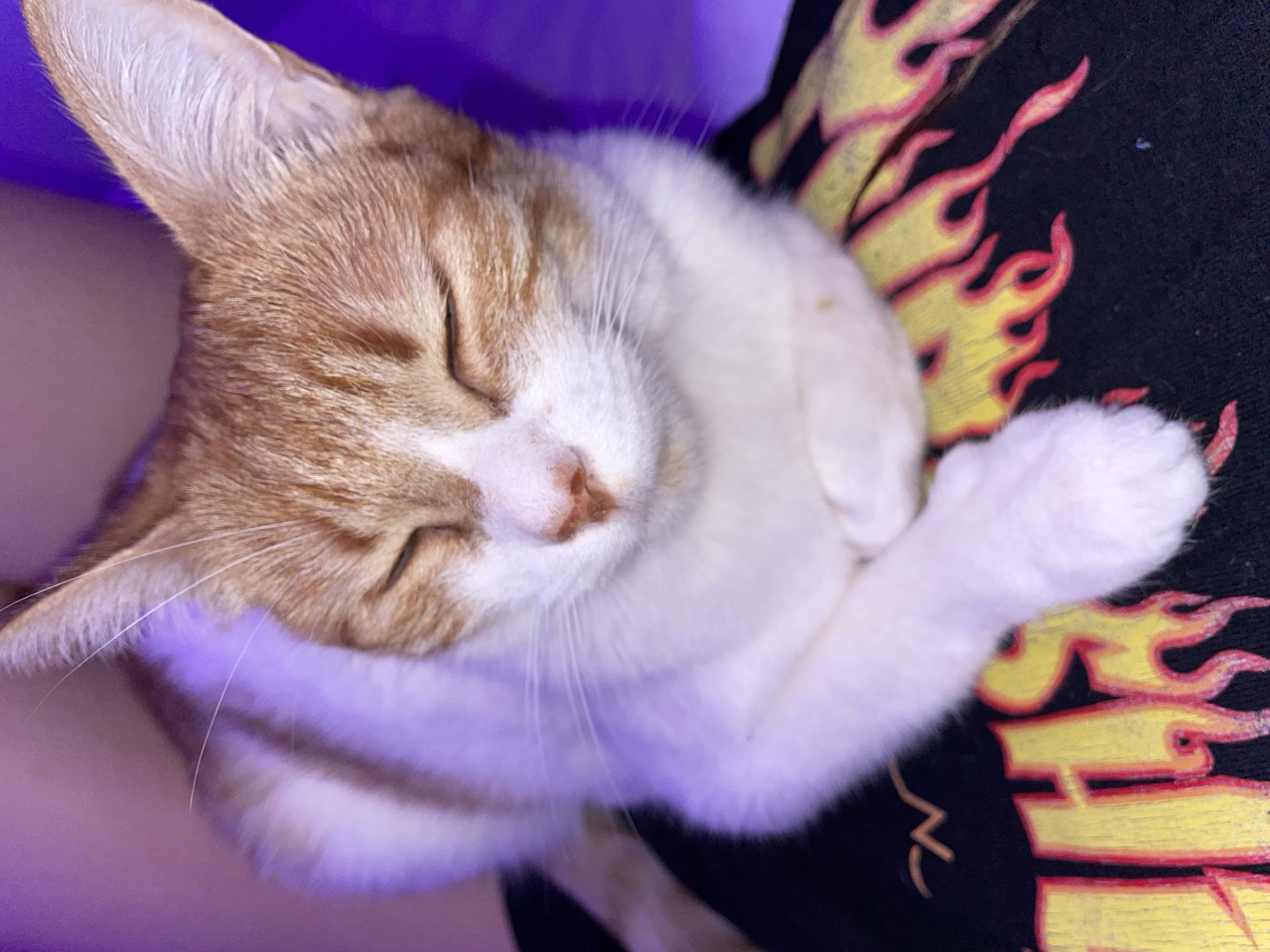 Cat naps on flame-patterned shirt in Buenos Aires