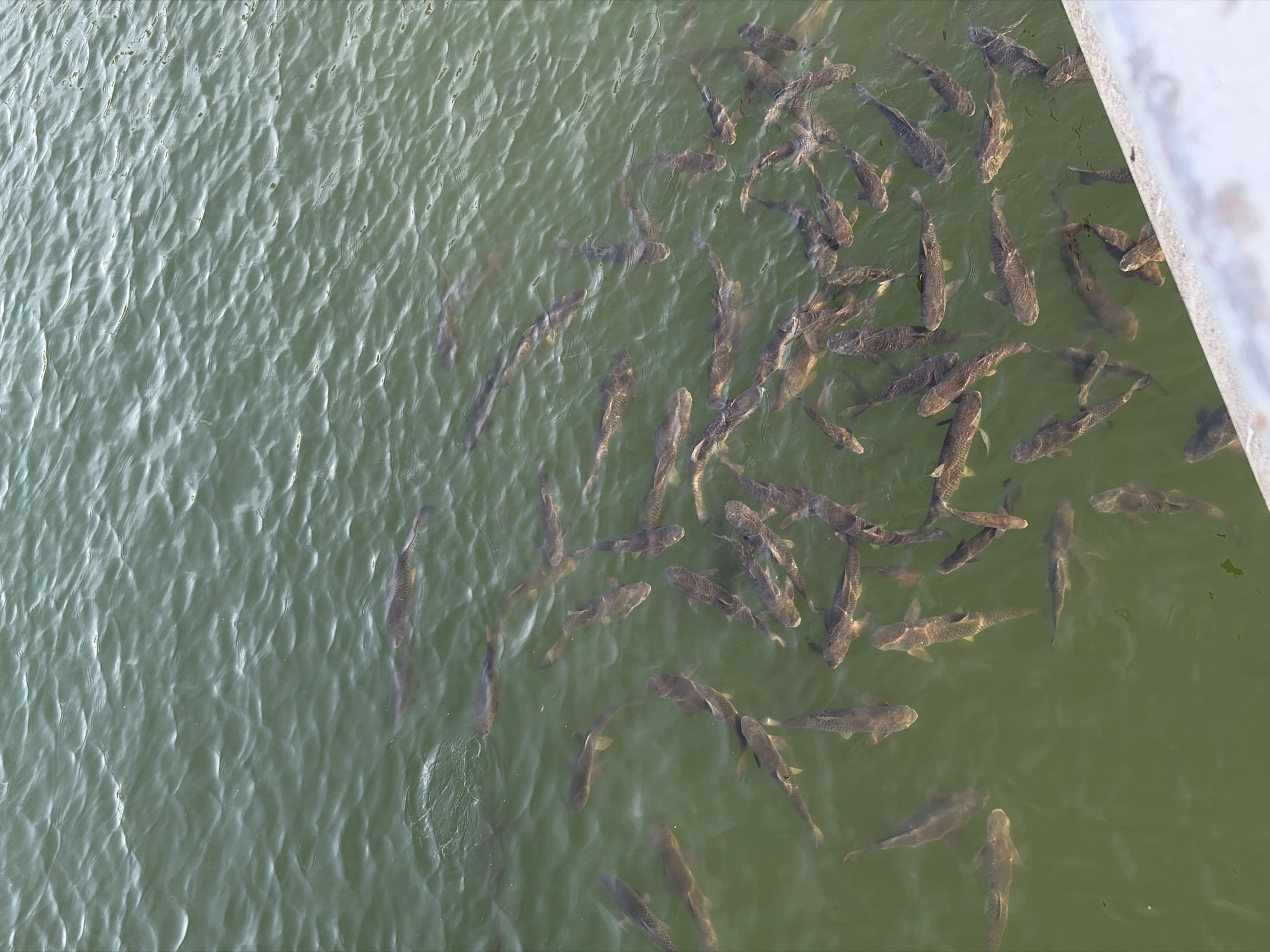 Dense fish school spotted in lake with boats nearby
