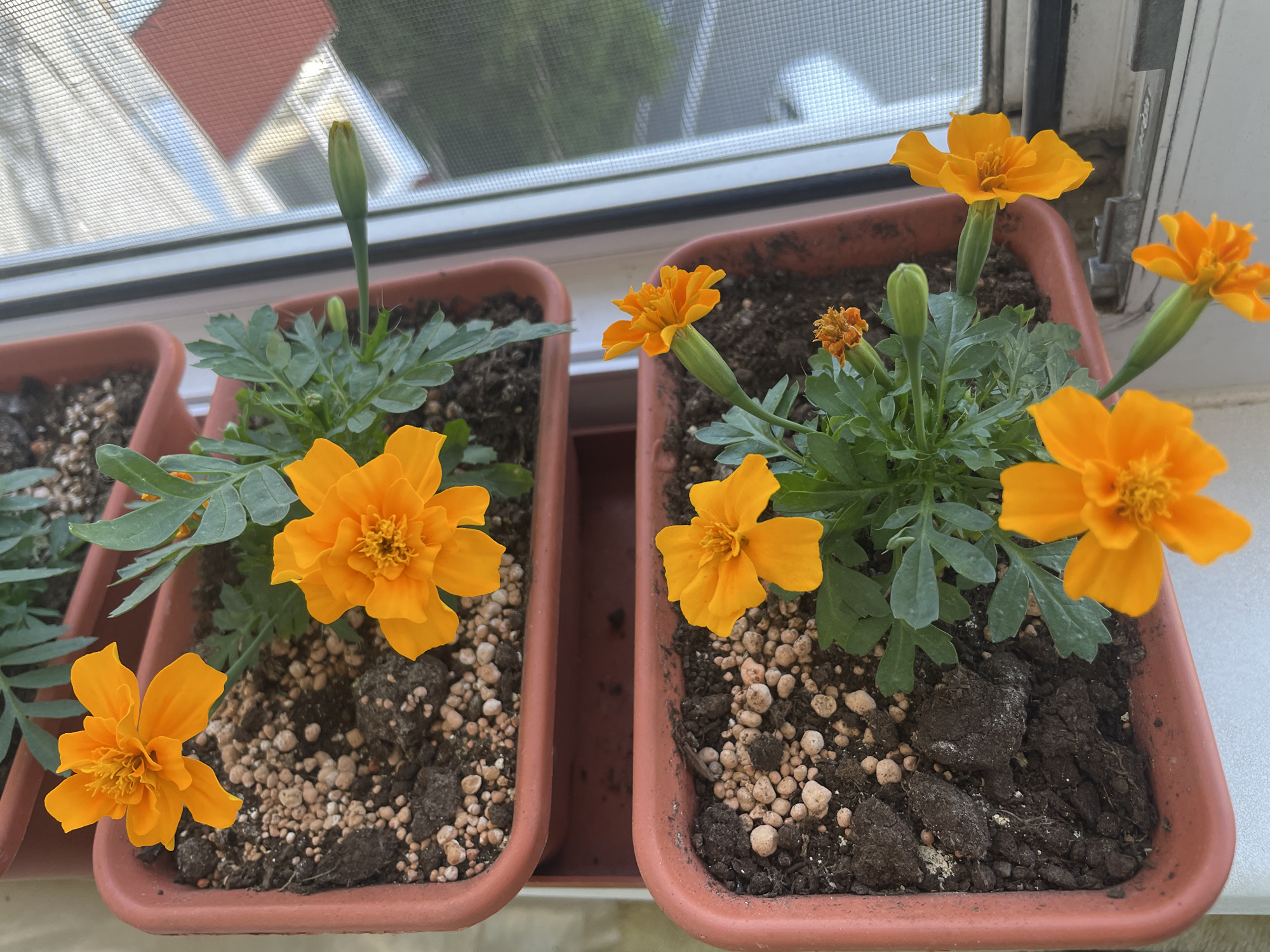 Windowsill gardens, a sunbathing cat, and Surgut streets