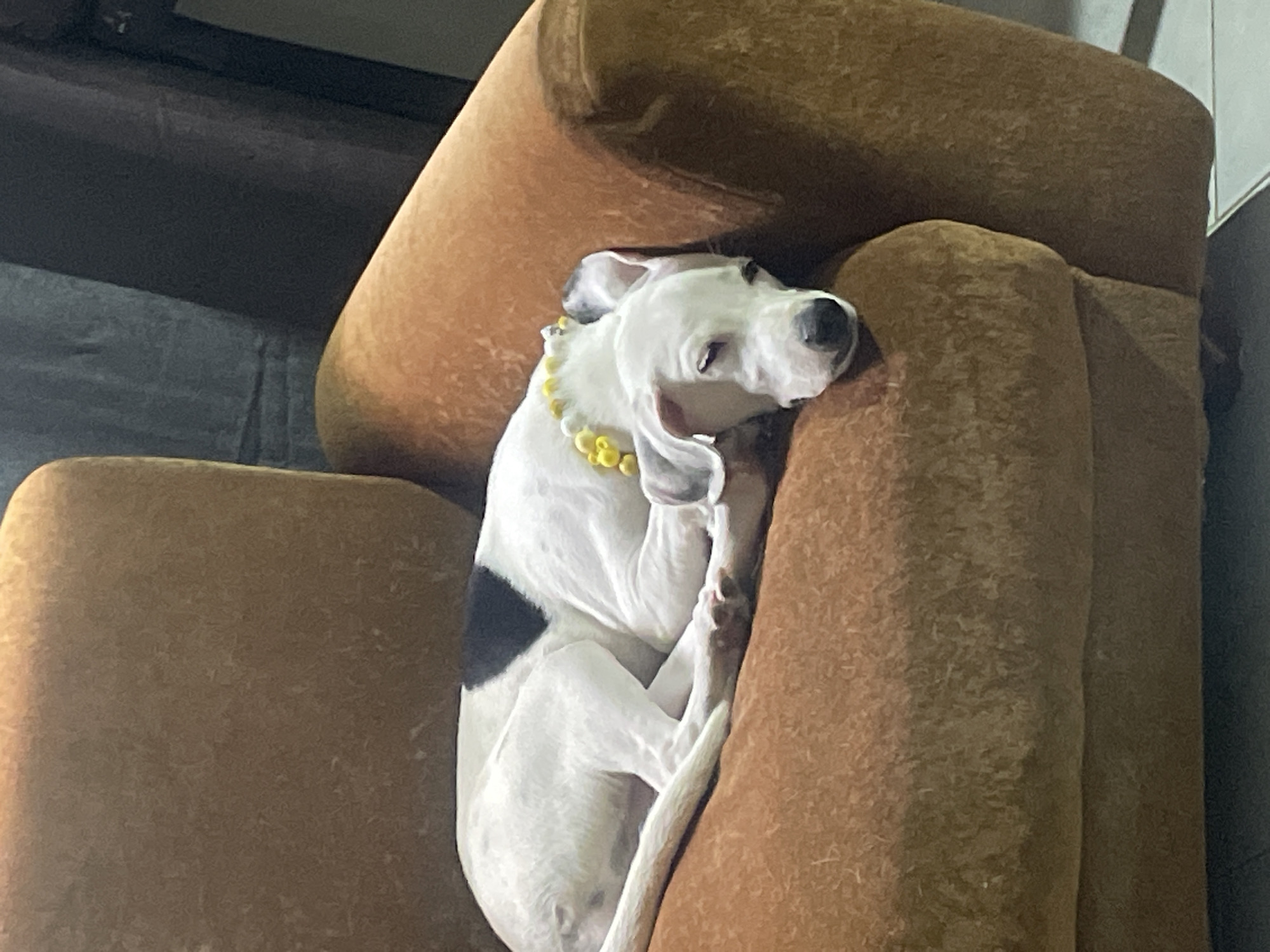 Dalmatian mix relaxes at home in Juan Griego, Venezuela