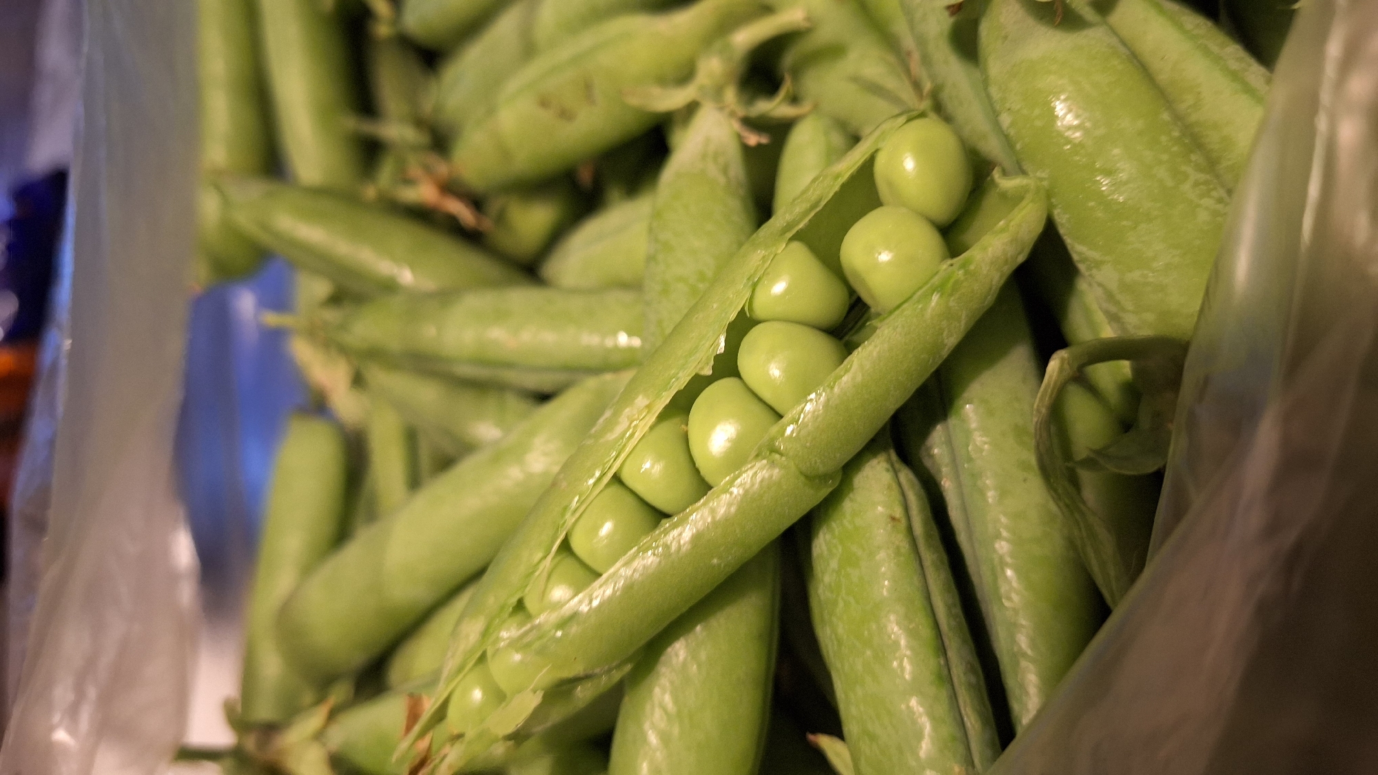 Latvian garden in midsummer — peas, cucumbers, and hydrangeas