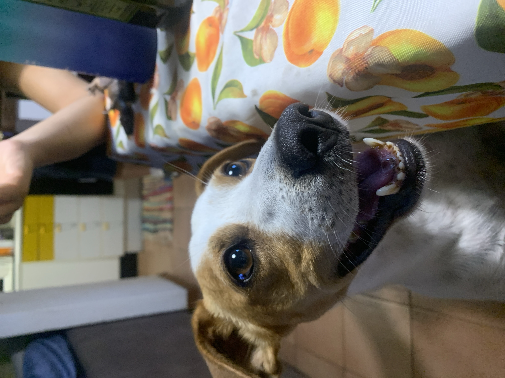 Jack Russell Terrier caught mid-expression in close-up indoor shot