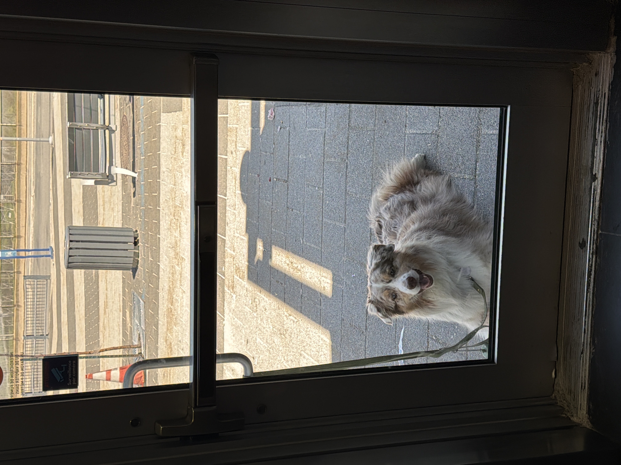 Dog peers through glass door in Laval