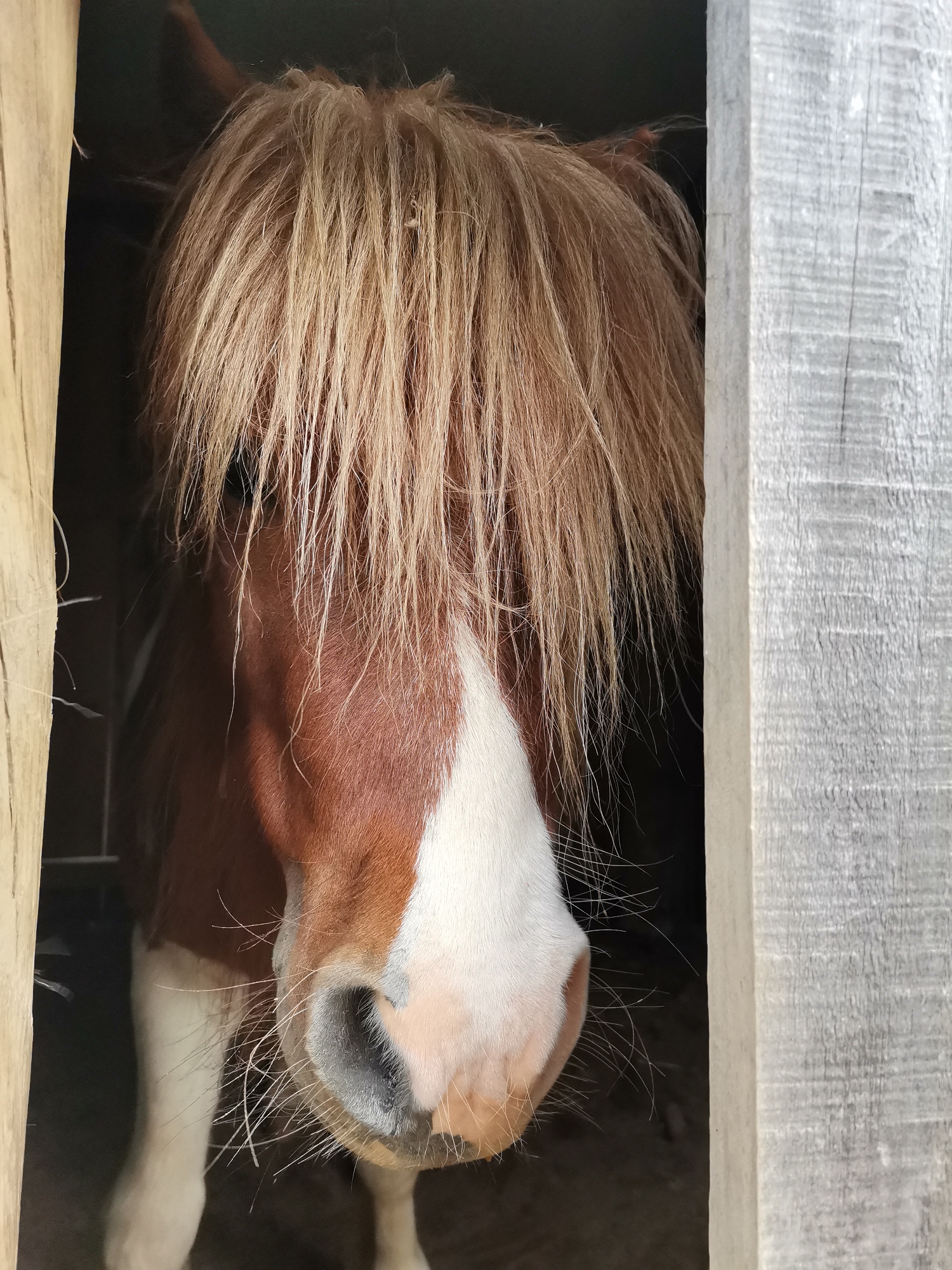 Pony spotted at rural stable amid overcast afternoon