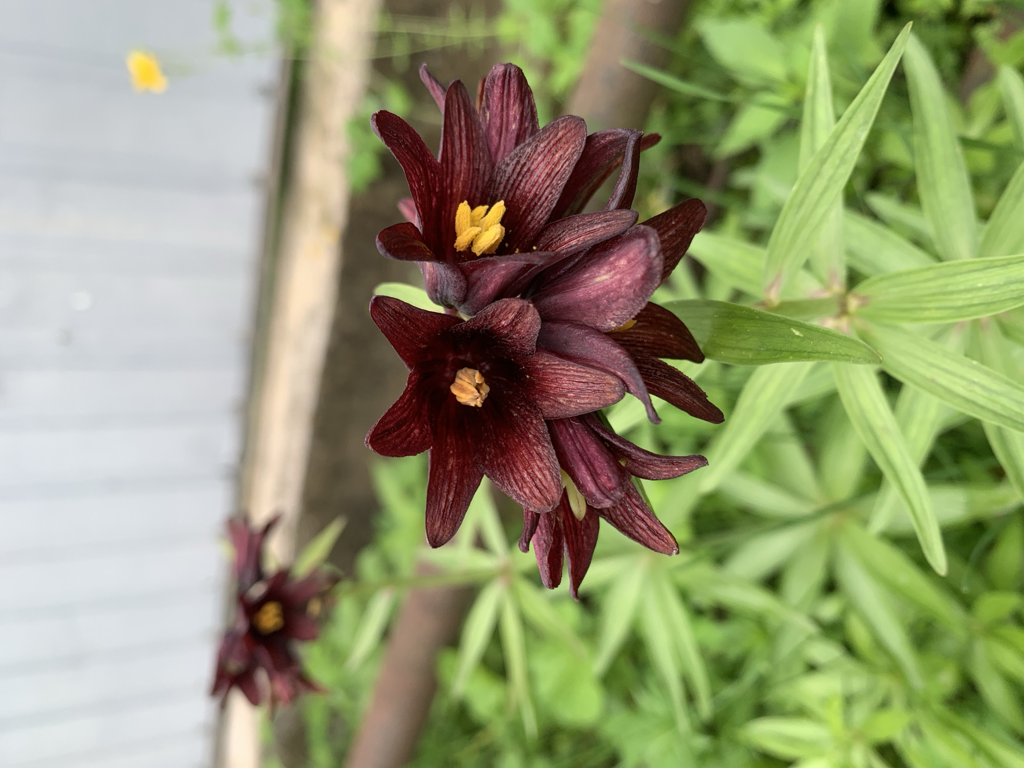 Kavalerovo garden in peak summer — flowers, fruit, and bees