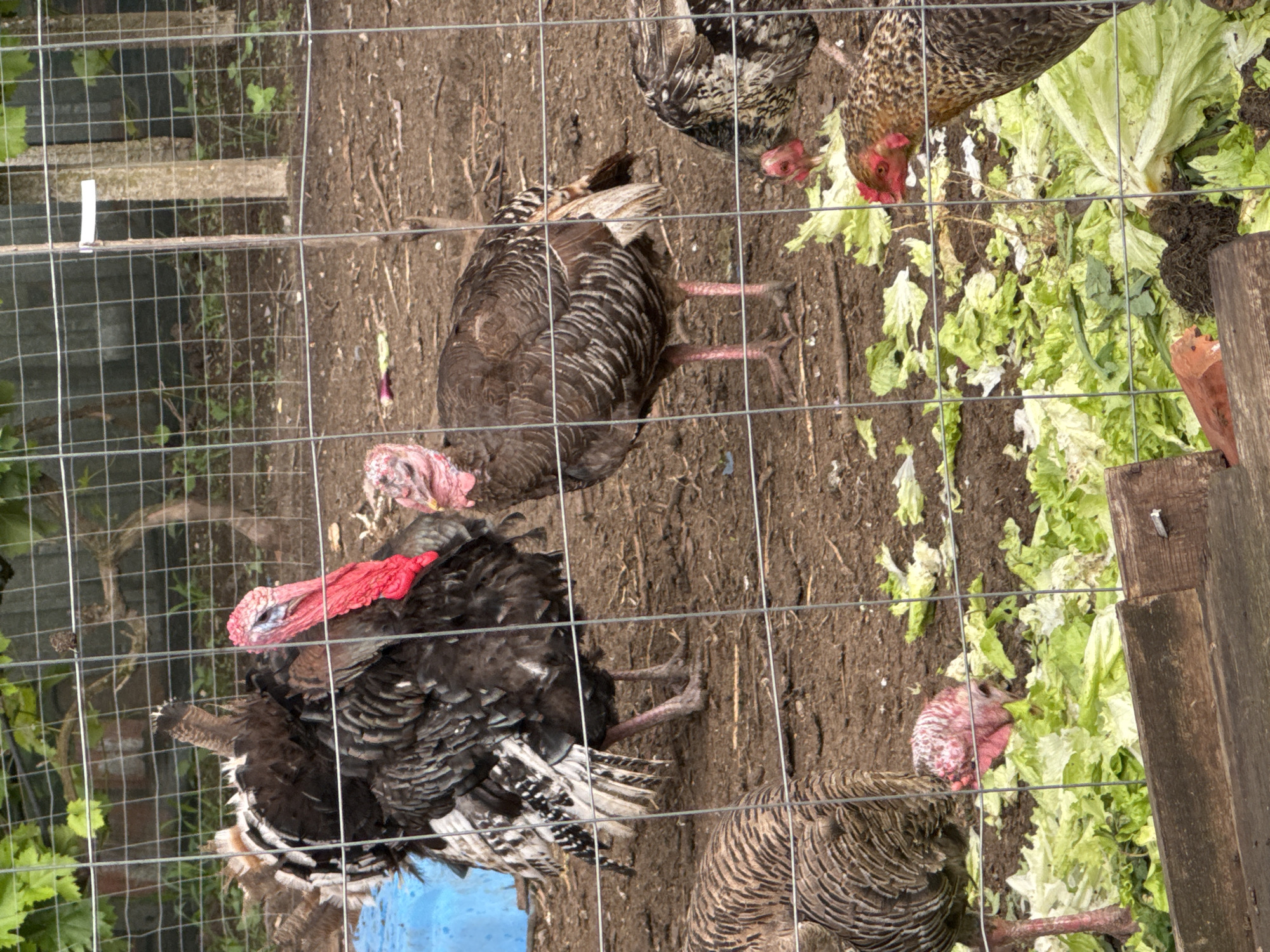 Farm Life Documented: Turkeys, Chickens, and Strawberry Cultivation in Bulgaria