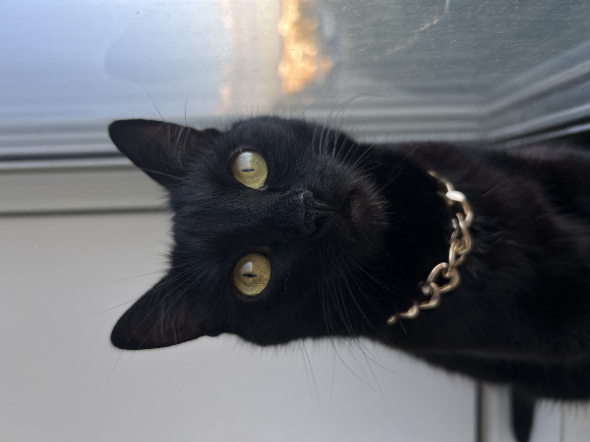 Black cat with gold chain perched on a windowsill