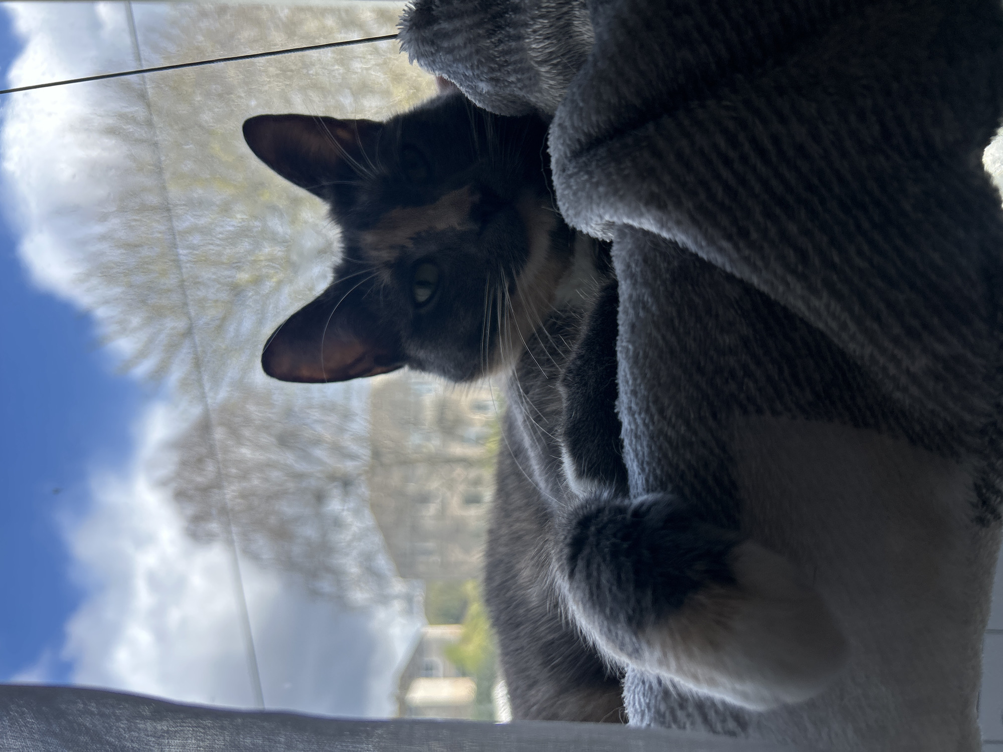 Tortoiseshell cat spotted relaxing by window in Glasgow