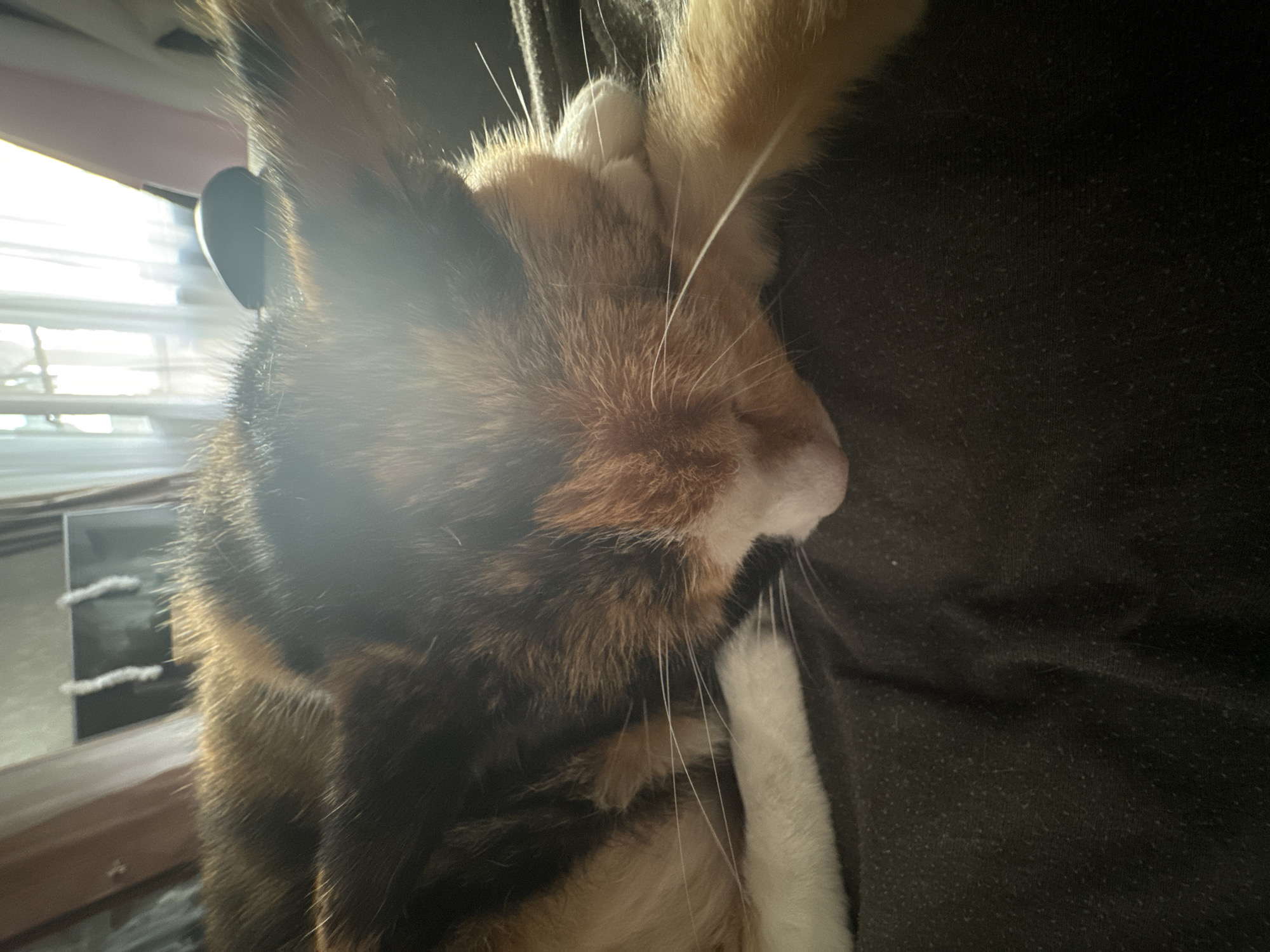 Calico cat snuggles against brown fabric in intimate moment