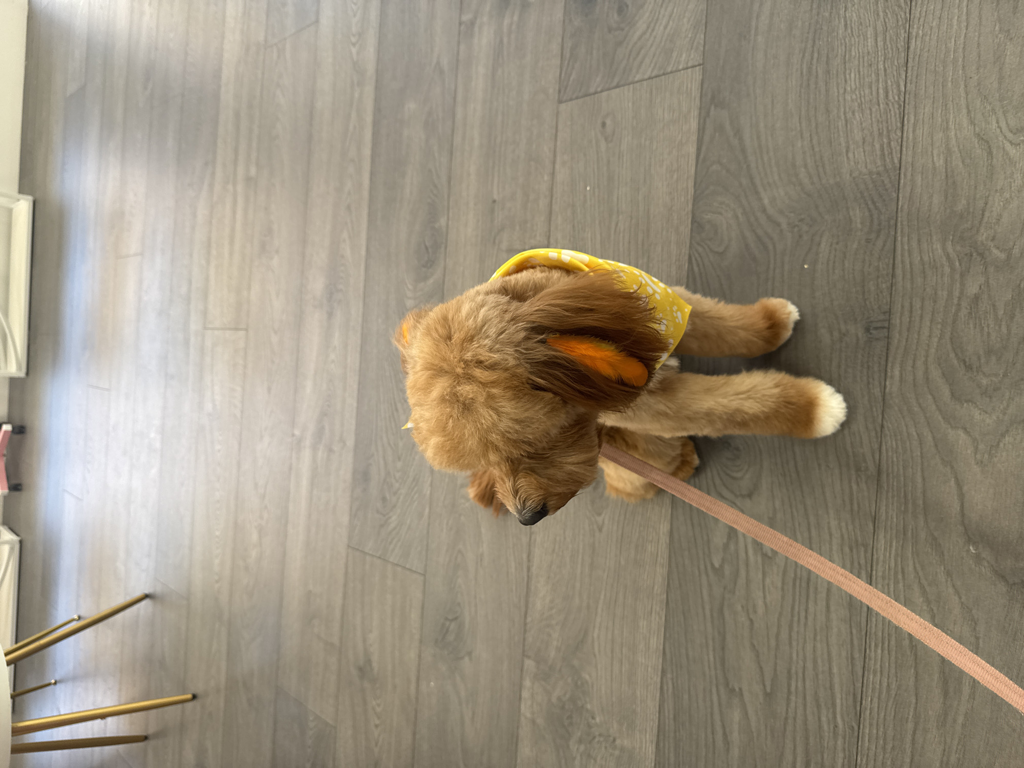 Dog with yellow bandana observed playing indoors in Boca Raton