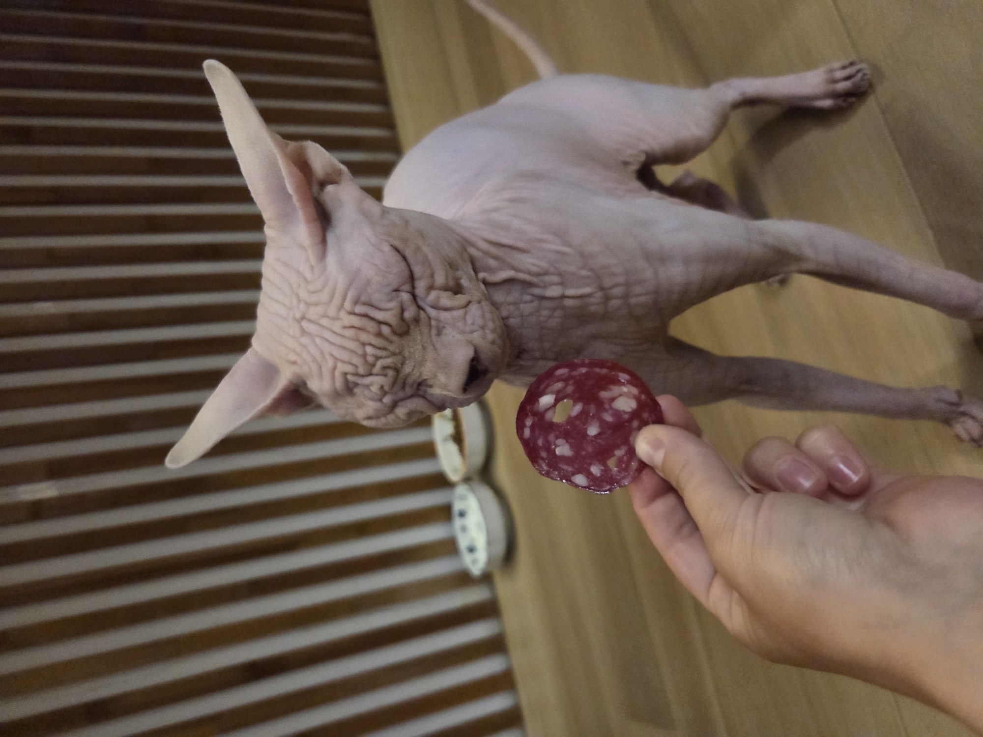 Sphynx cat's quiet evening in a Moscow apartment