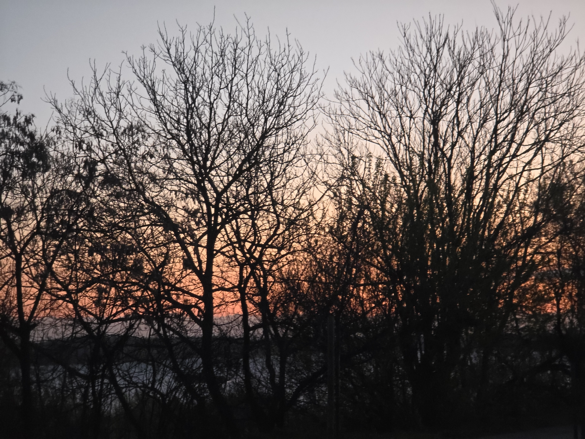 Dawn scene with bare trees observed in Ruse, Bulgaria