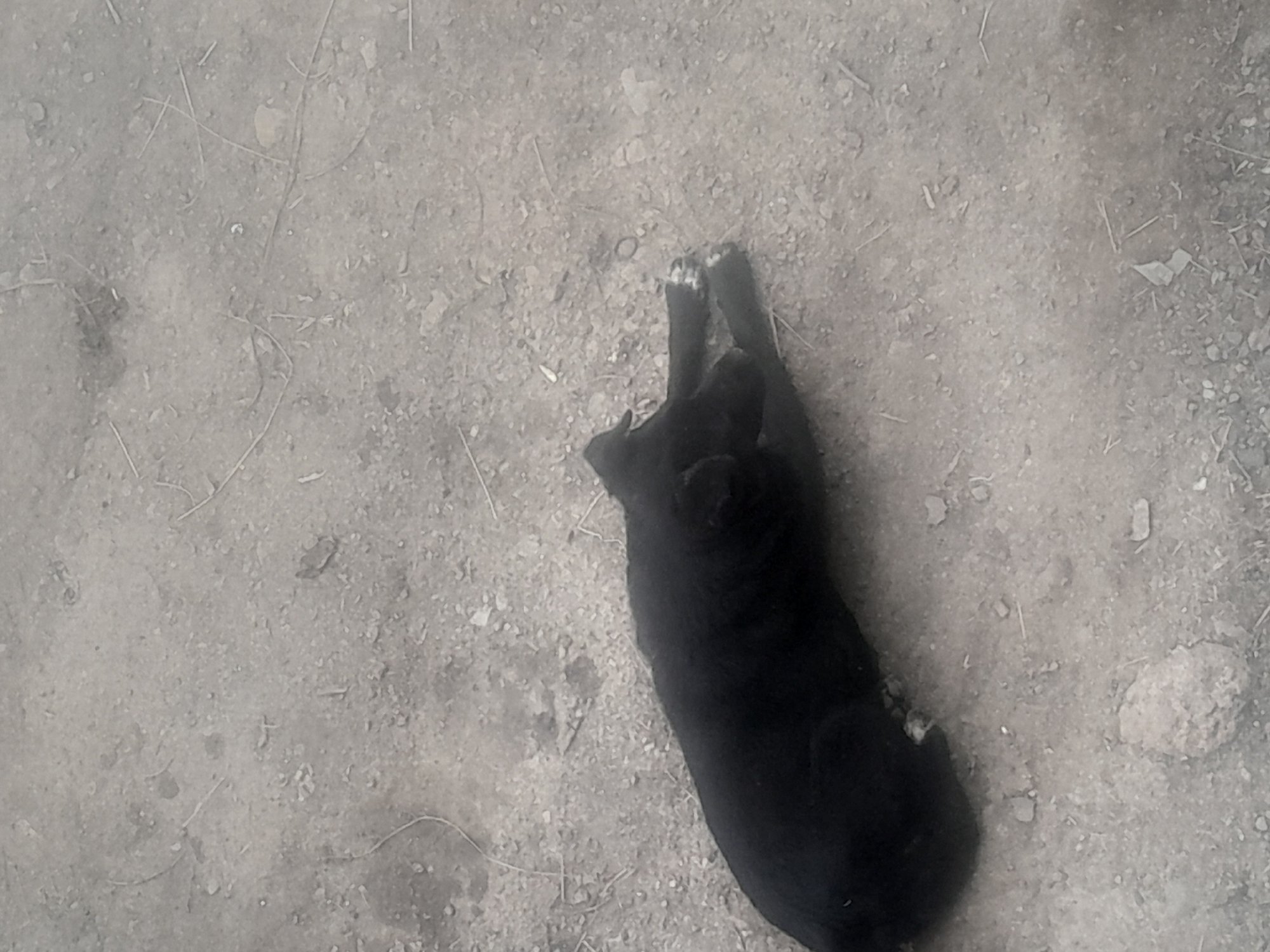 Black dog lies on back in dirt area