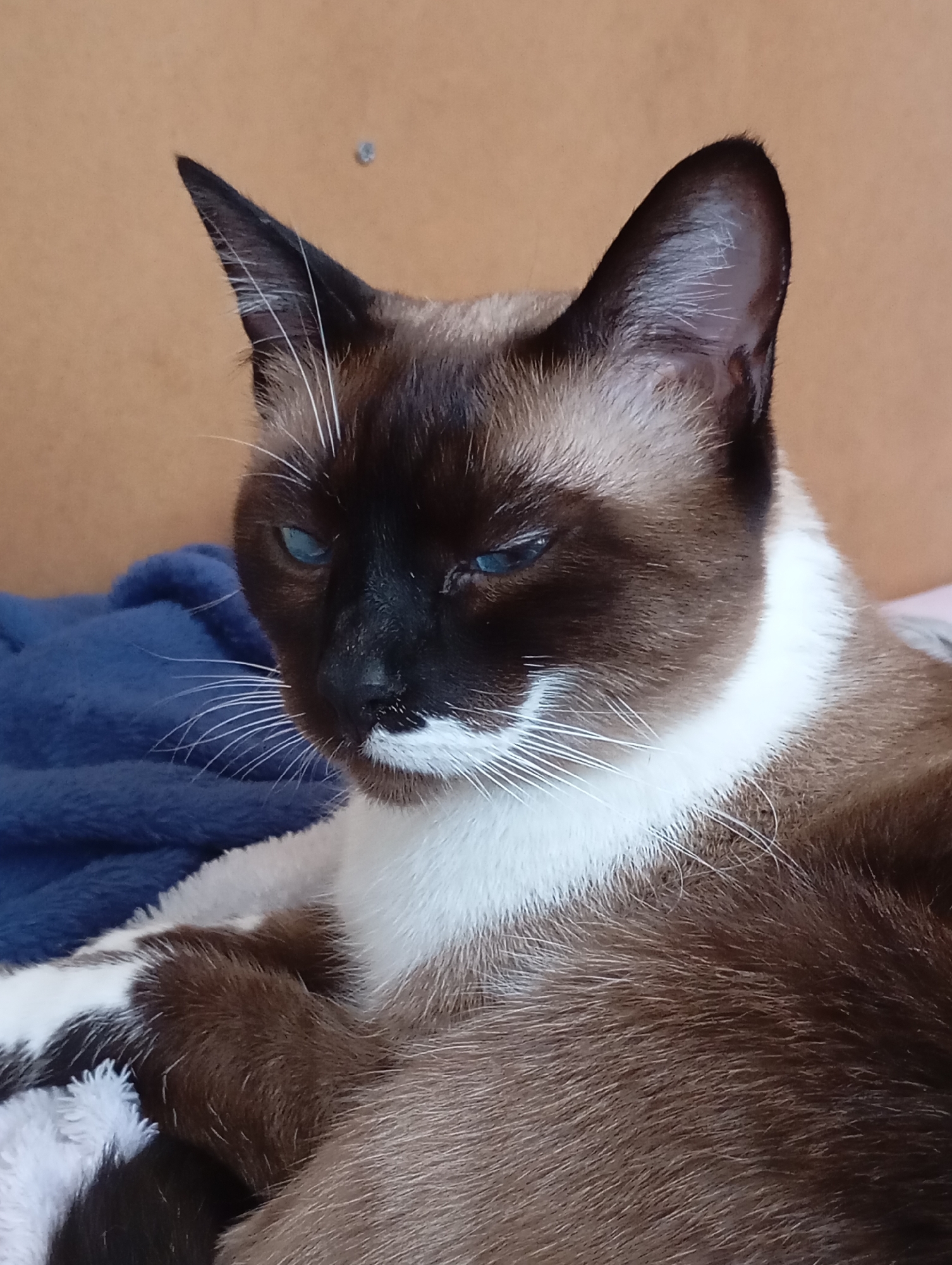 Siamese cat at home in Batumi, resting and watching the window